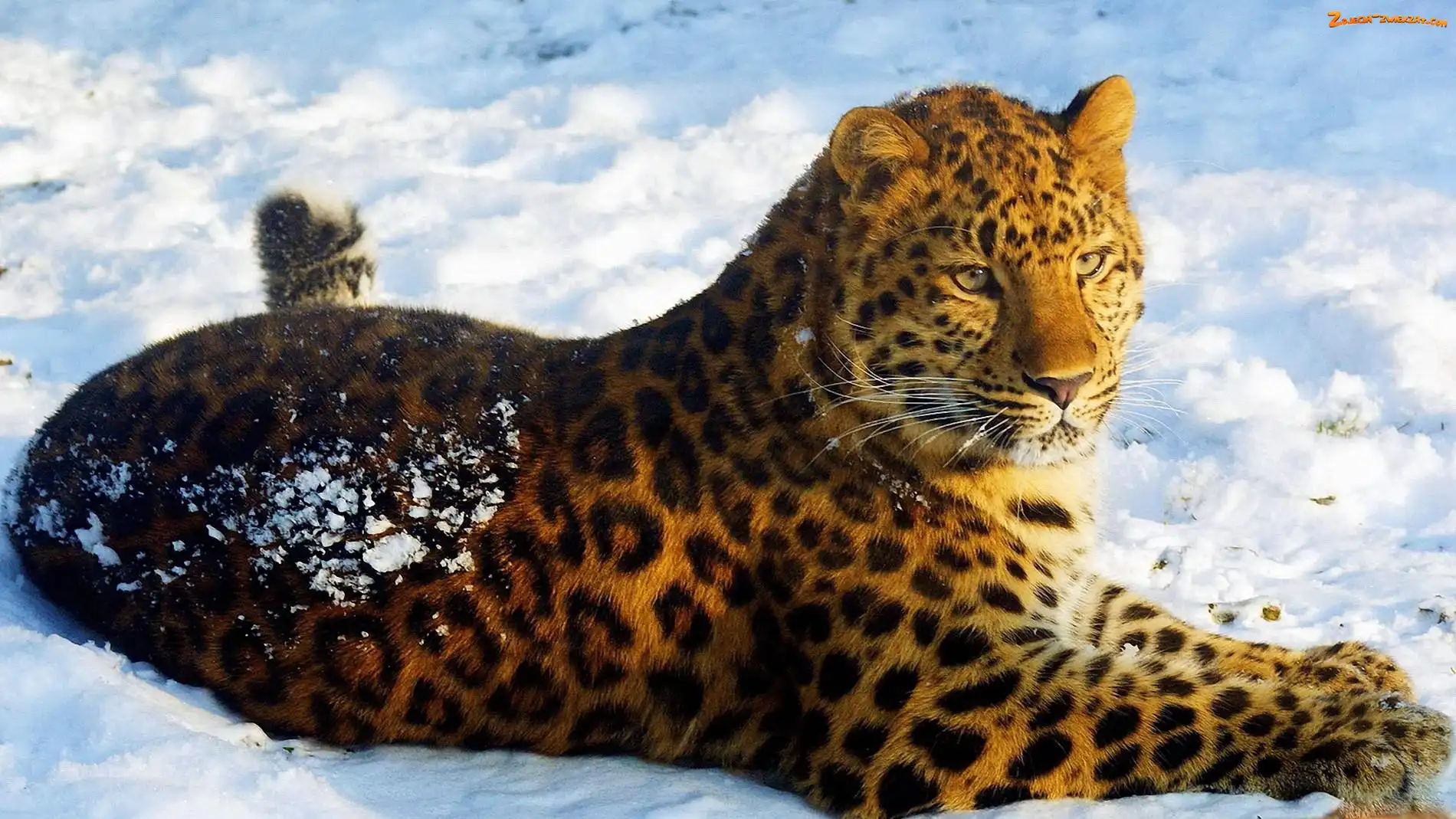 Jaguar, Śnieg, Leżący