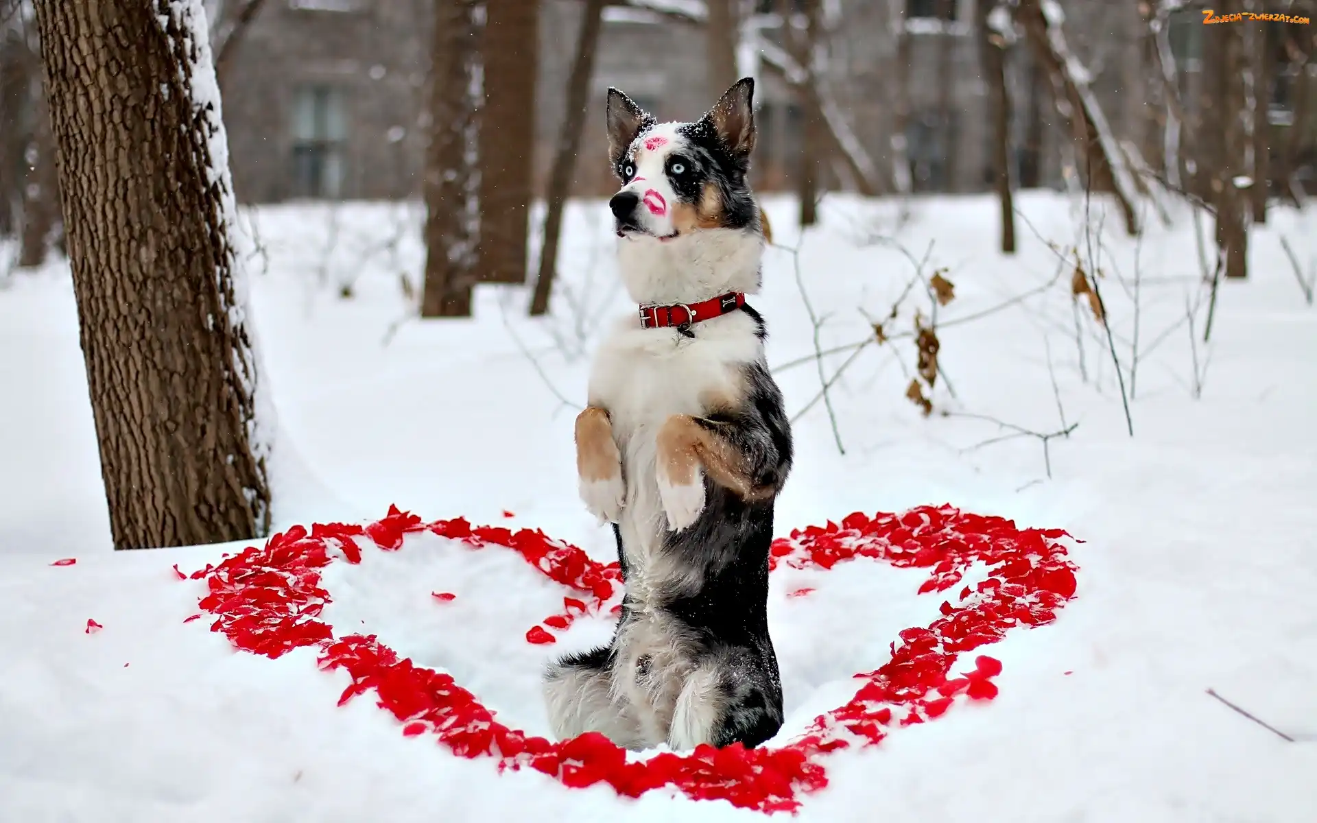 Owczarek australijski-australian shepherd, Pies, Miłość, Serce, Walentynki