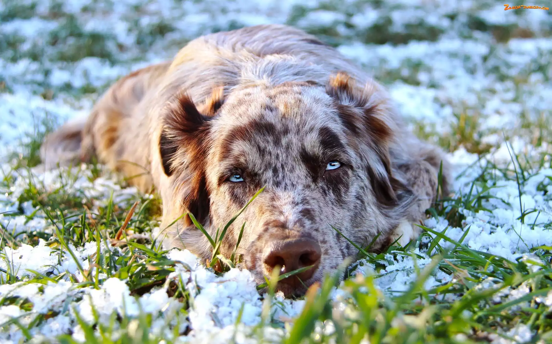 Trawa, Śnieg, Owczarek australijski, Leżący, Australian shepherd