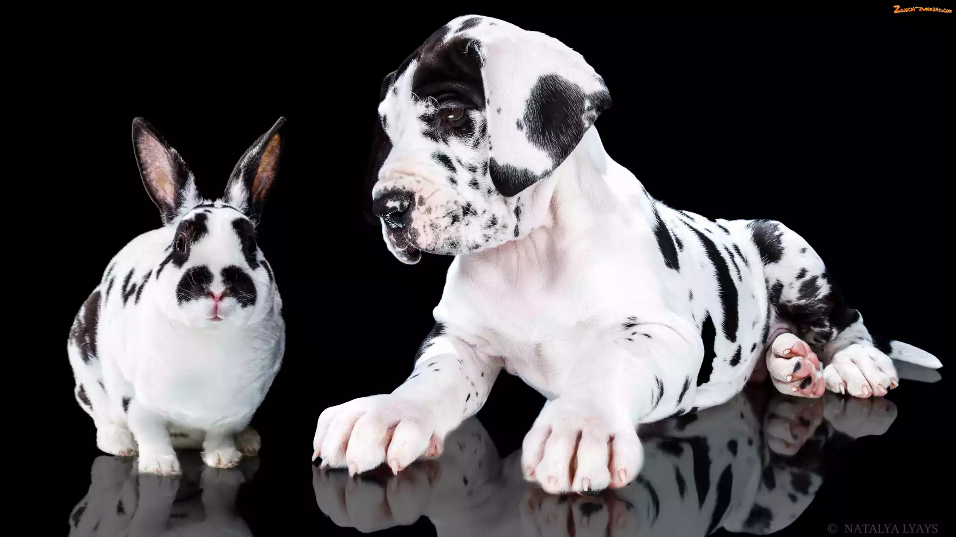 Dog niemiecki, Szczeniak, Królik, Biało-czarny, Pies