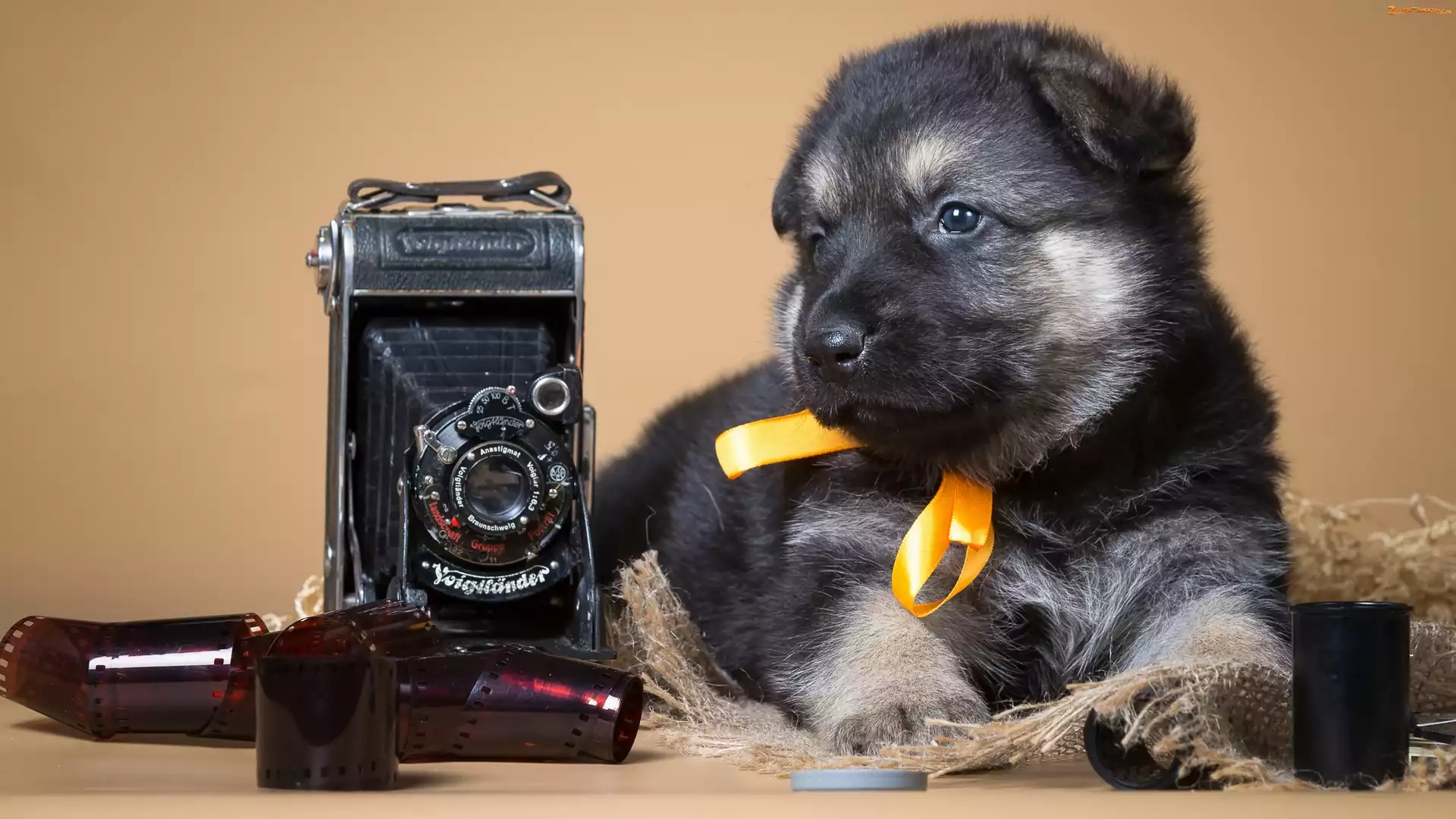 Klisze, Niemiecki, Szczeniaczek, Fotograficzny, Retro, Owczarek, Aparat