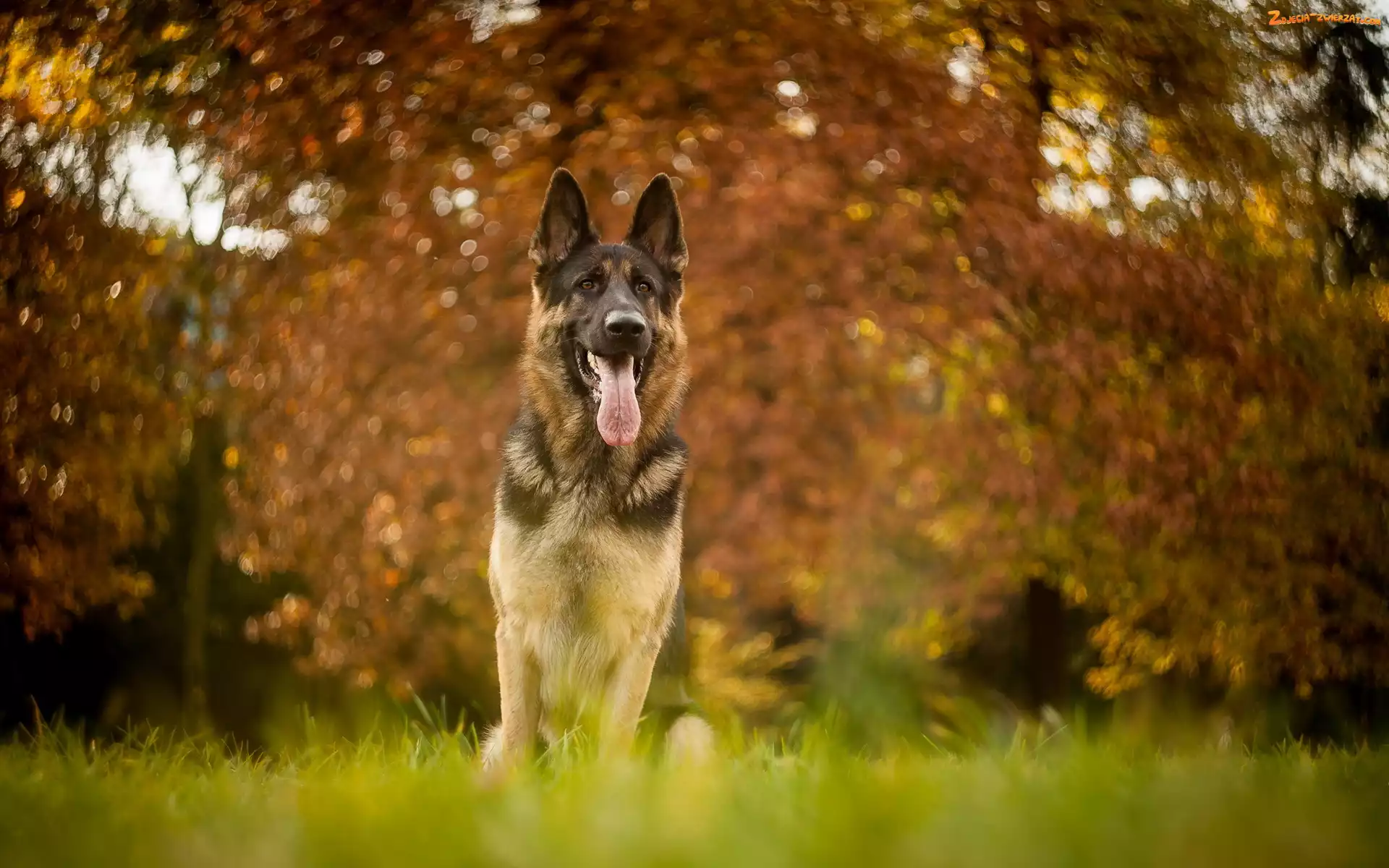 Owczarek niemiecki, Bokeh