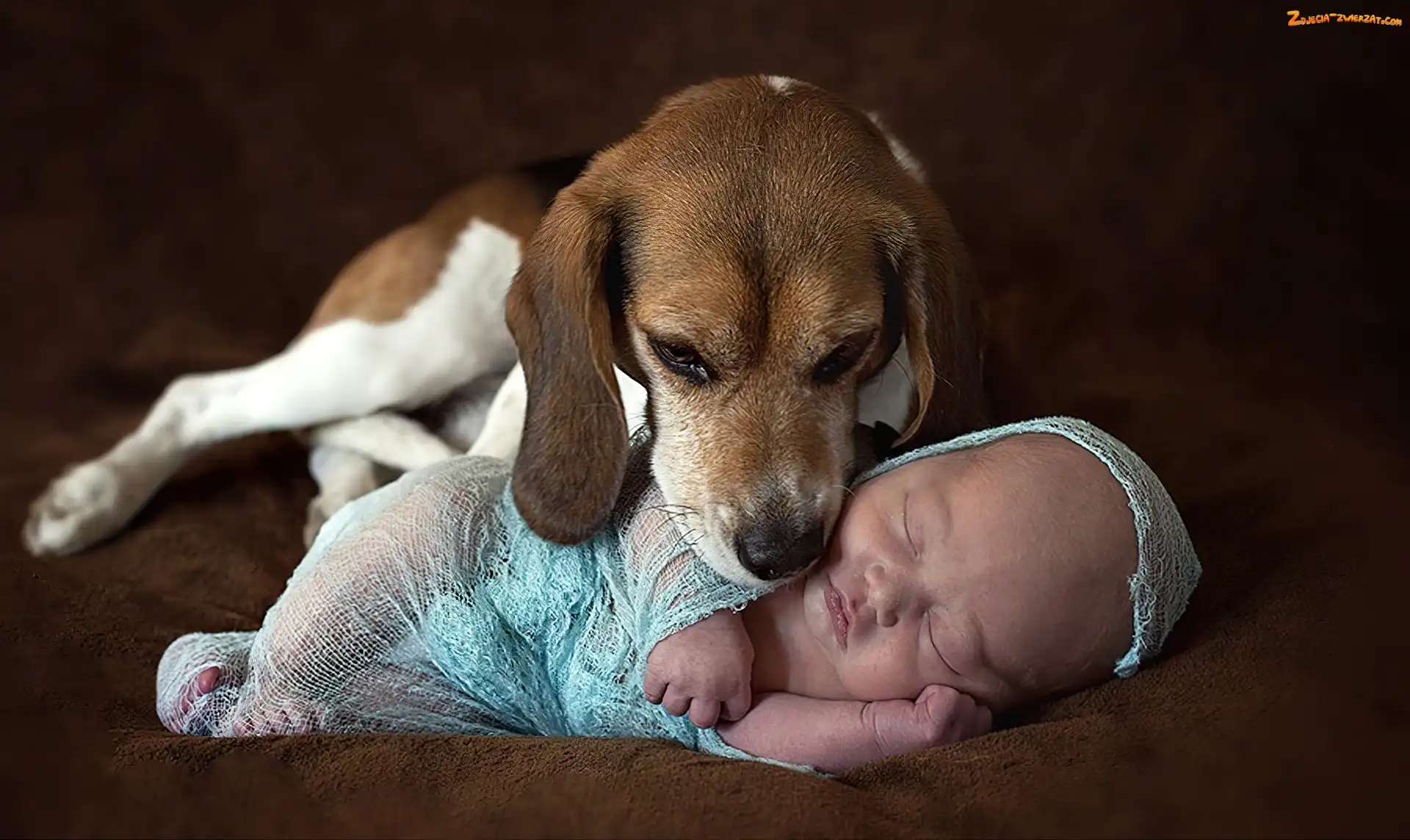 Beagle, Niemowlę, Pies