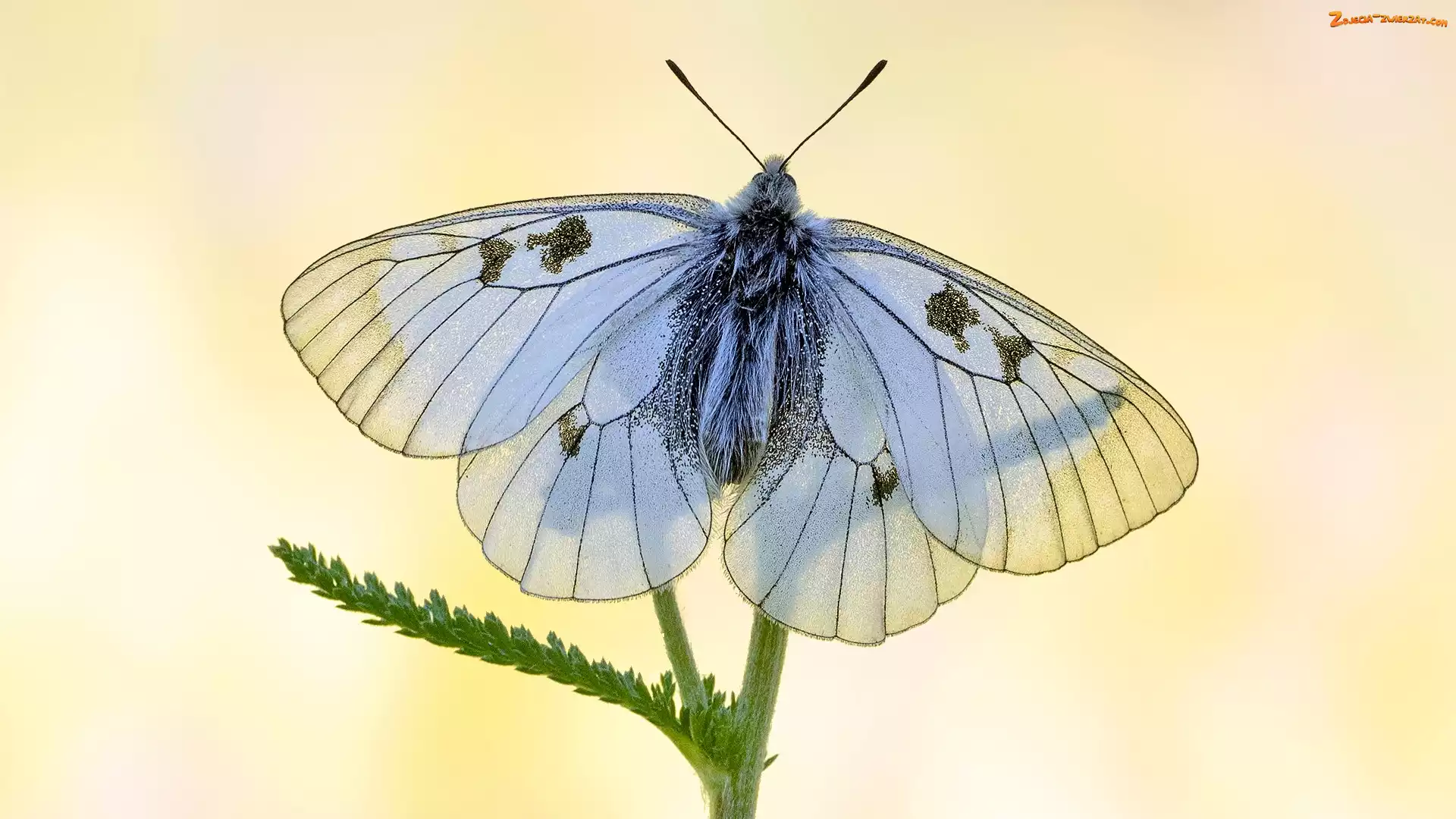 Niepylak mnemozyna, Makro, Motyl, Roślina