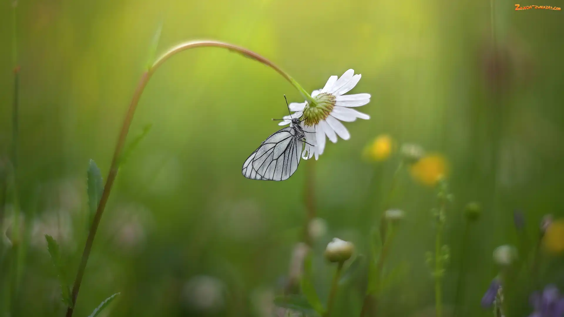 Niestrzęp głogowiec, Margerytka, Motyl, Kwiat