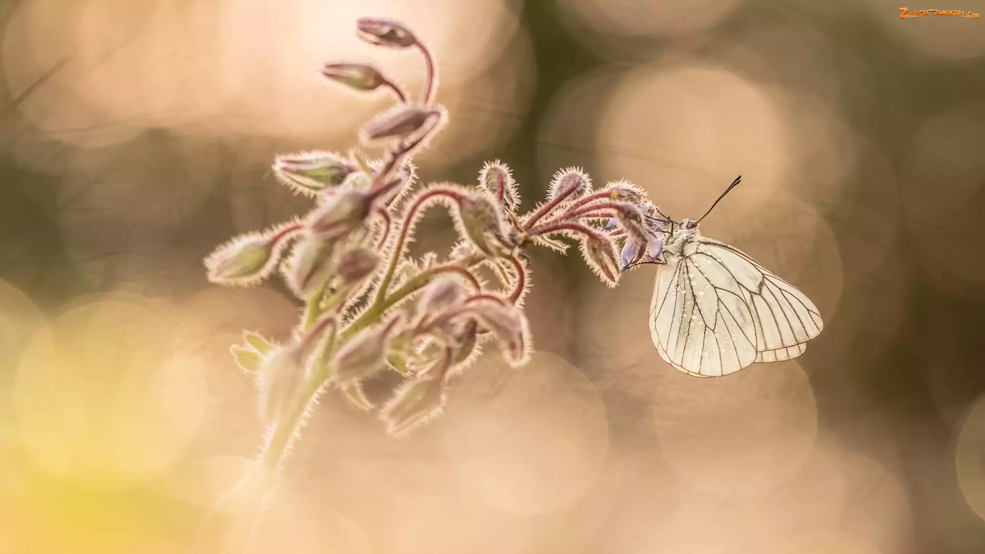Niestrzęp głogowiec, Rozmyte tło, Motyl, Roślina