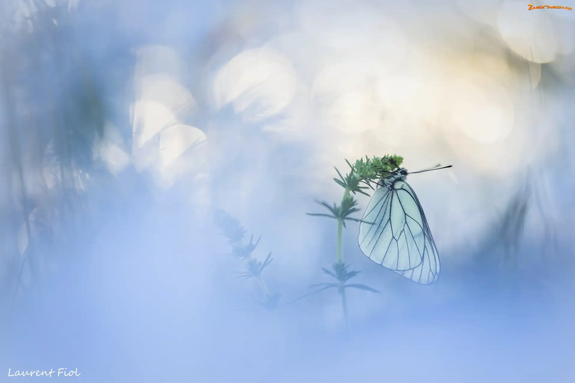 Niestrzęp głogowiec, Rozmyte tło, Motyl, Roślina