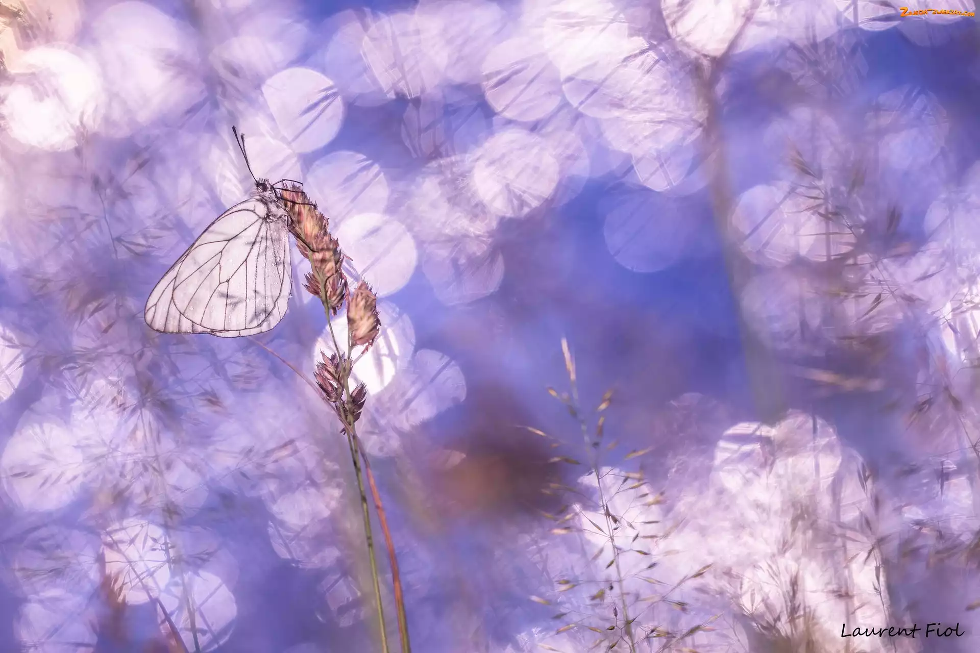 Niestrzęp głogowiec, Trawy, Motyl, Źdźbła