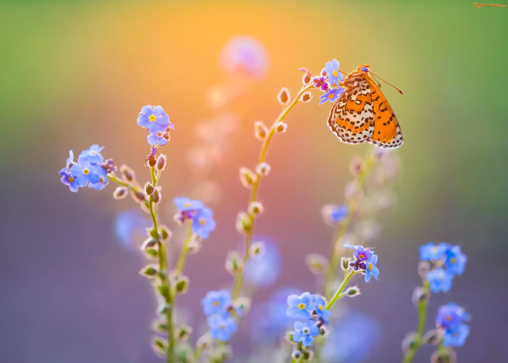 Niezapominajki, Przeplatka didyma, Kwiaty, Motyl