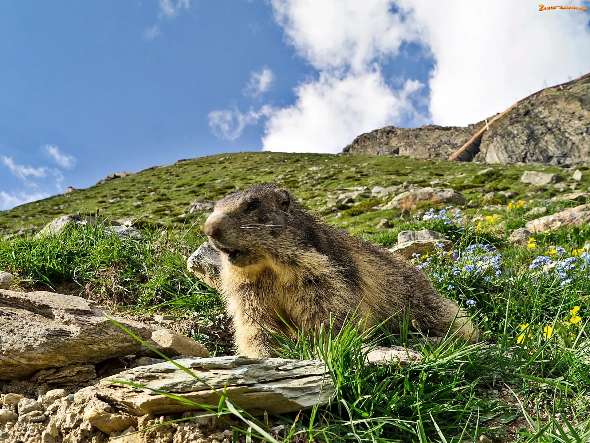 Obłoki, Głazy, Alpejska, Łąka, Świstak