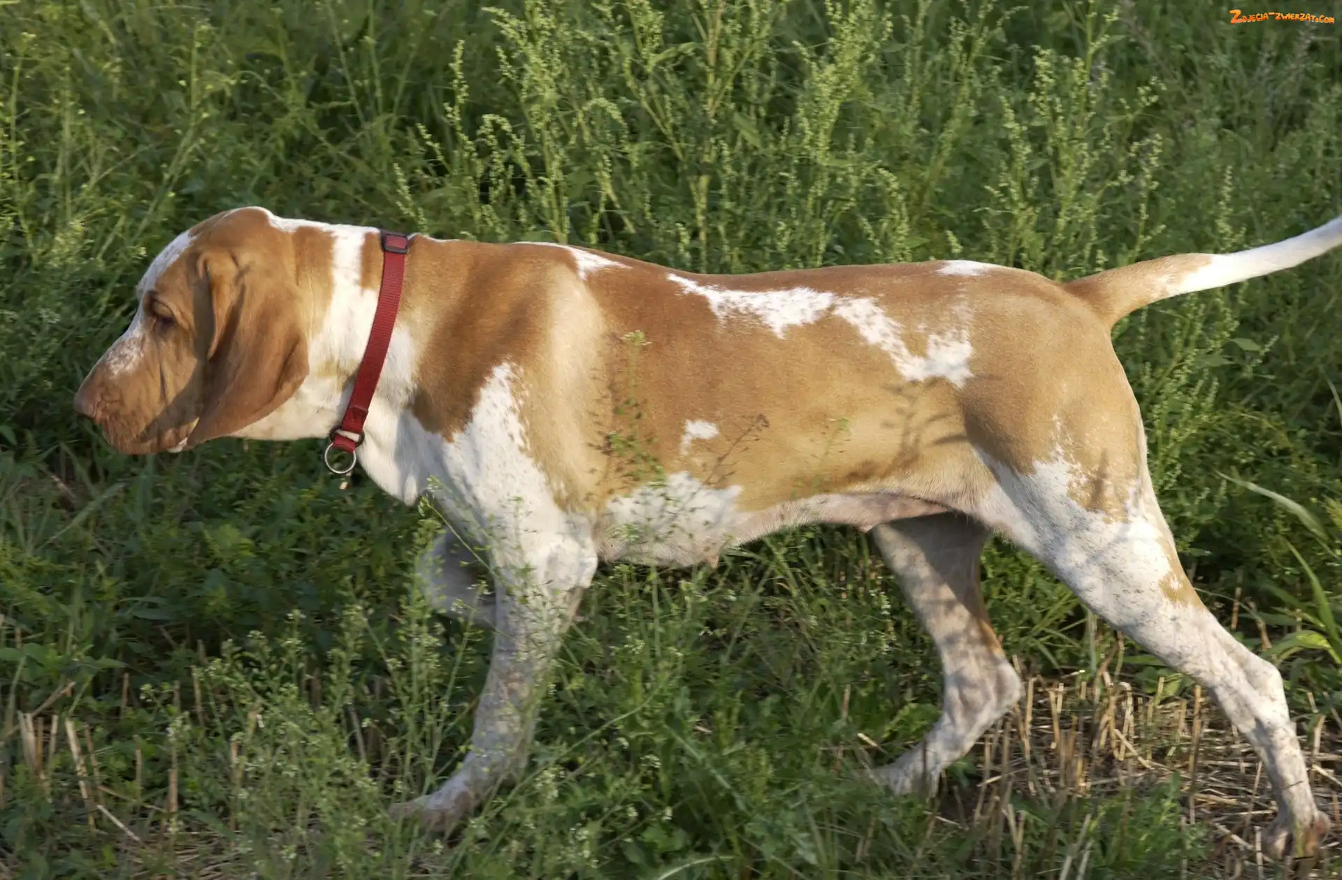 trawa, obroża, Bracco italiano, Wyżeł włoski krótkowłosy, czerwona