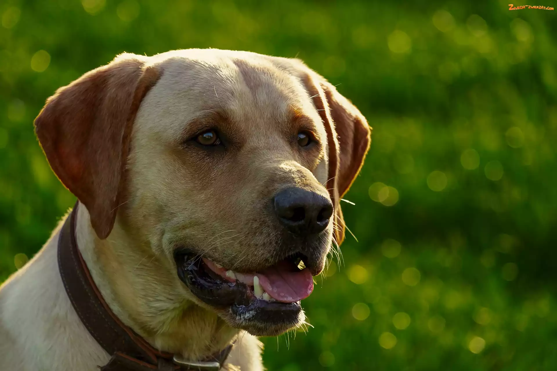 Obroża, Pies, Labrador retriever