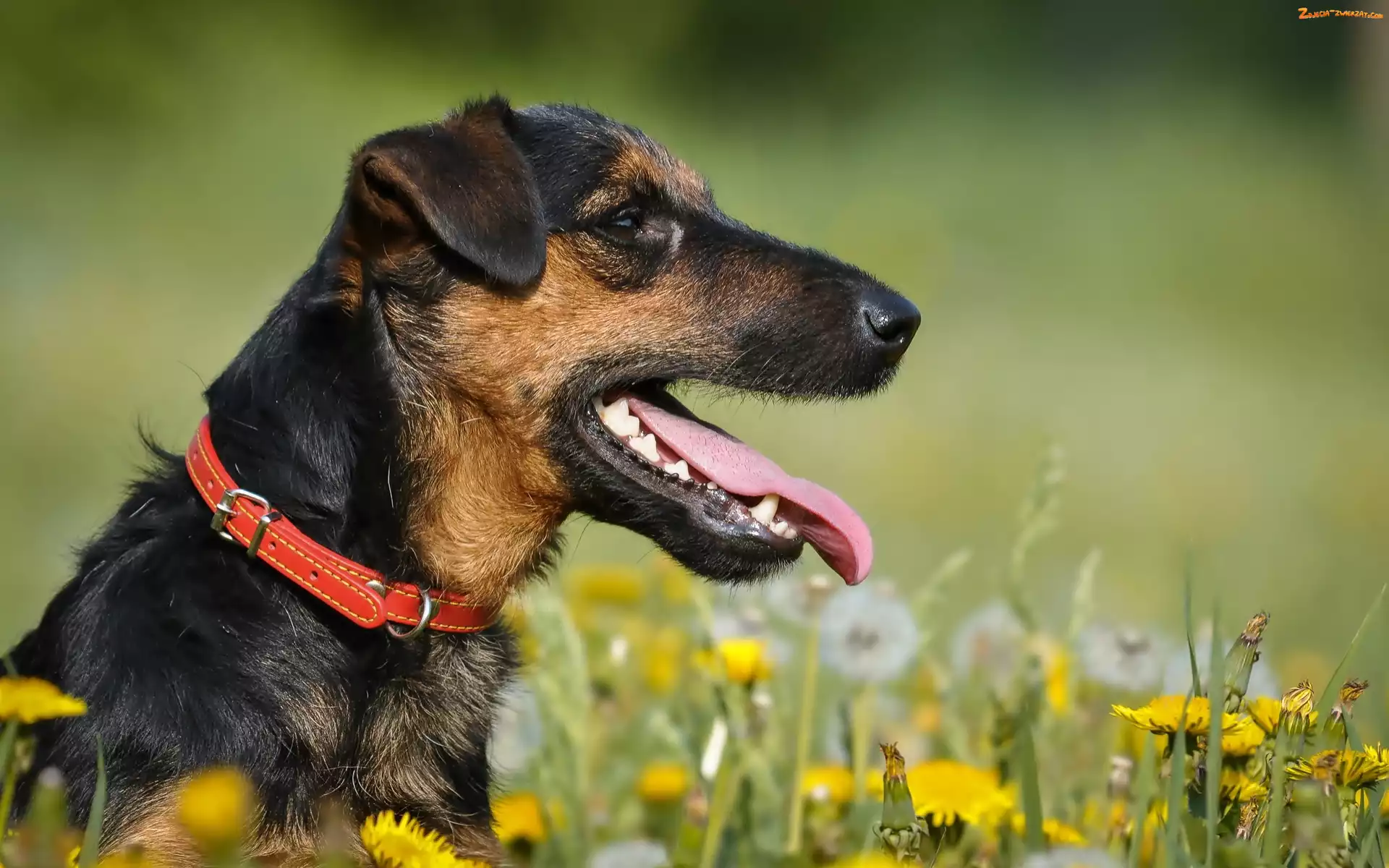 Obroża, Łąka, Terrier, Język
