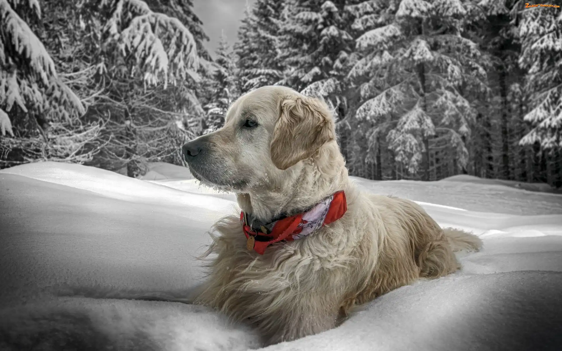 Śniegu, Zima, Golden Retriever, Obroża, Dużo, Pies
