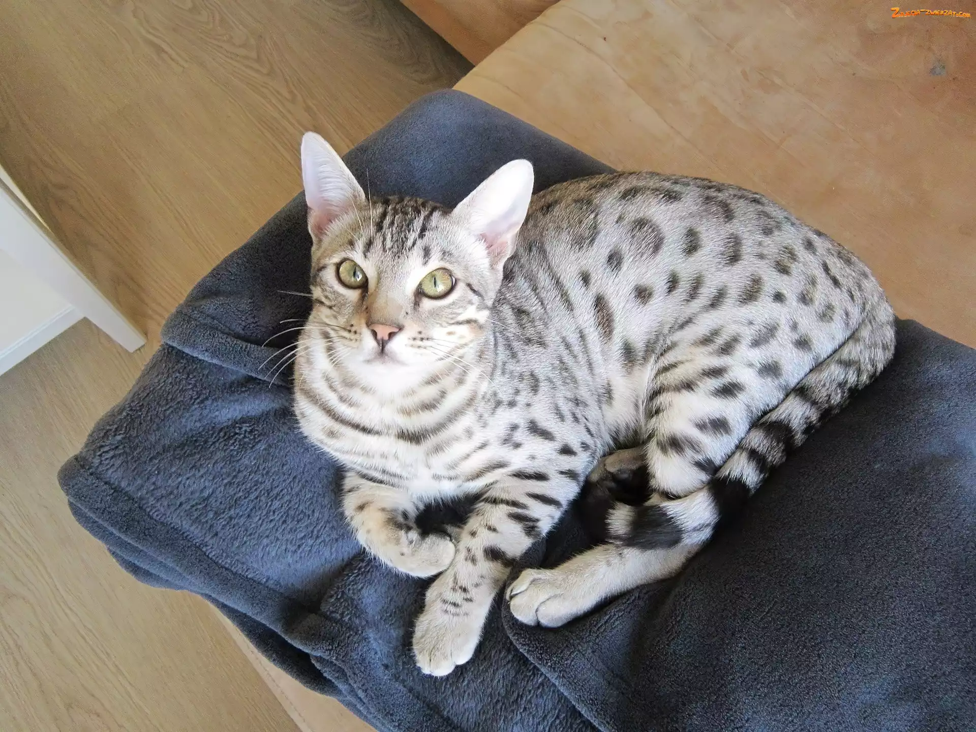 Kot, Ocicat, Kocyk, Granatowy