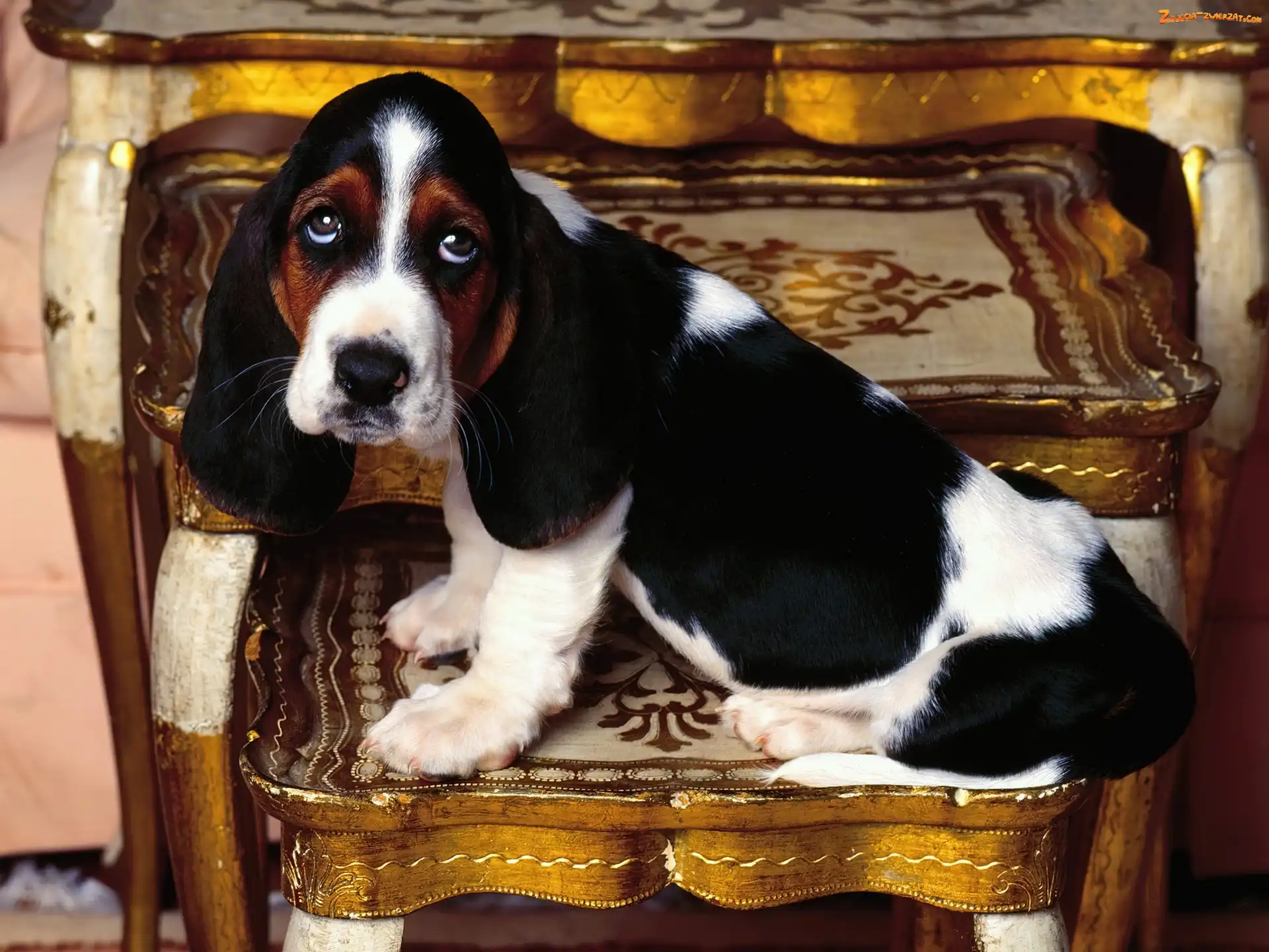 smutne, oczy, antyk, Basset Hound