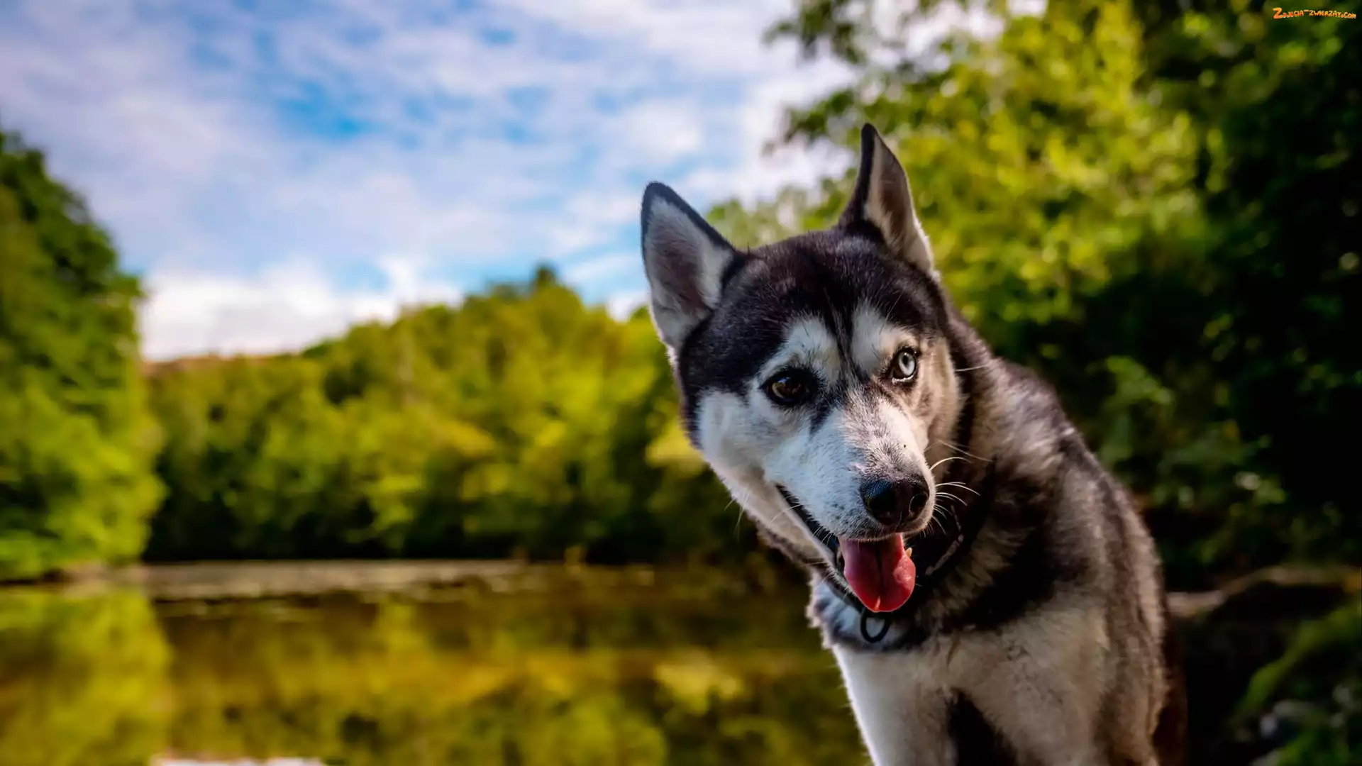 Heterochromia, Oczy, Siberian husky, Pies, Kolorowe