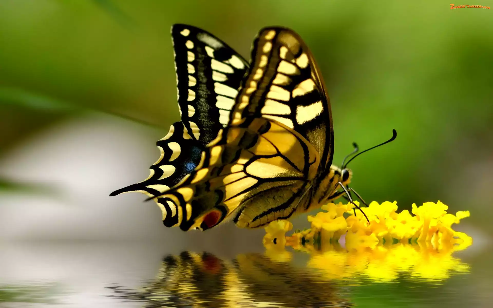 Odbicie, Paź królowej, Kwiaty, Żółte, Motyl