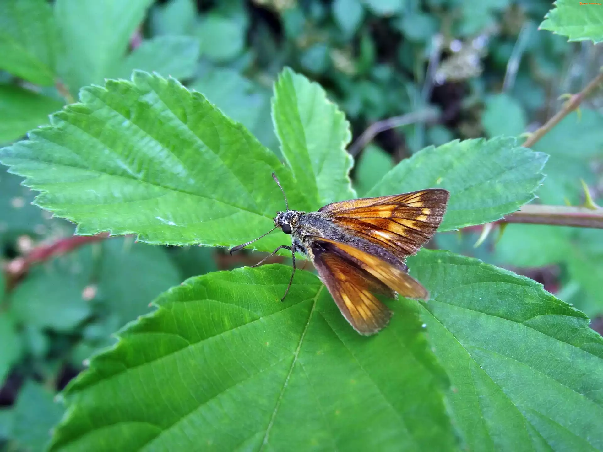 Liście, Odpoczywający, Motyl