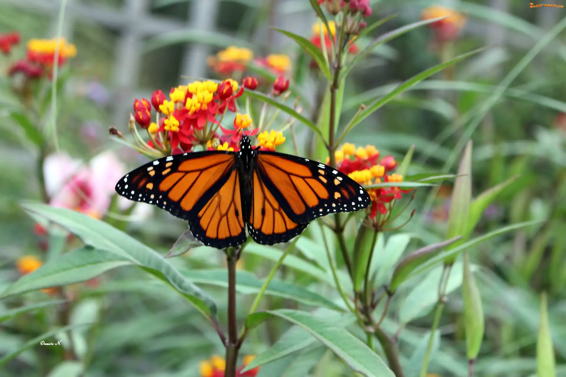 Ogród, Liście, Monarch, Motyl, Kwiaty