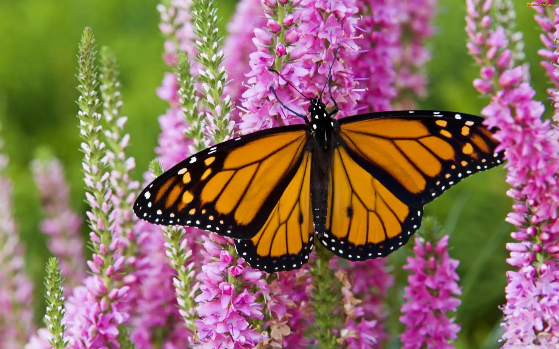 Ogród, Kwiaty, Motyl, Piękny, Monarch
