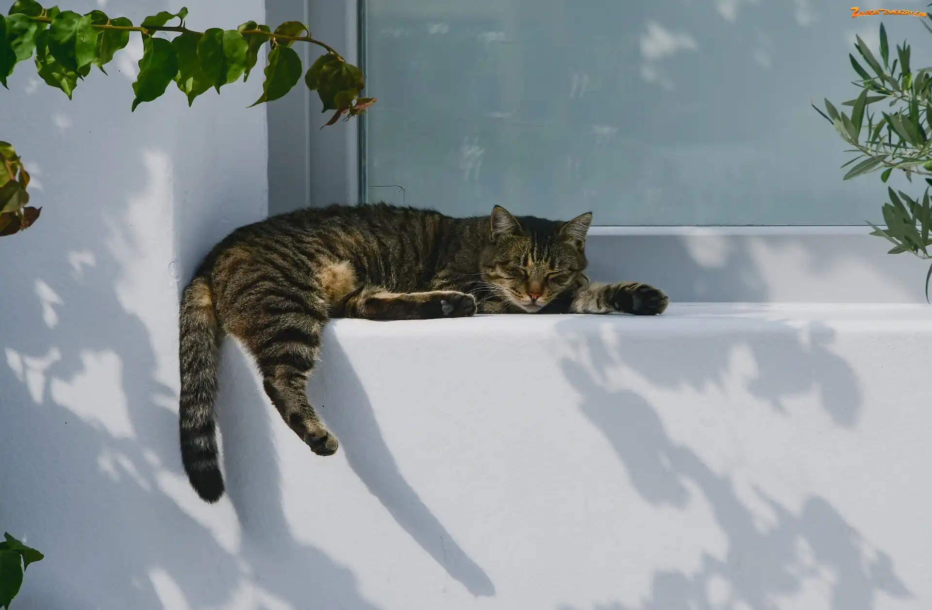 Okno, Dom, Kot, Parapet