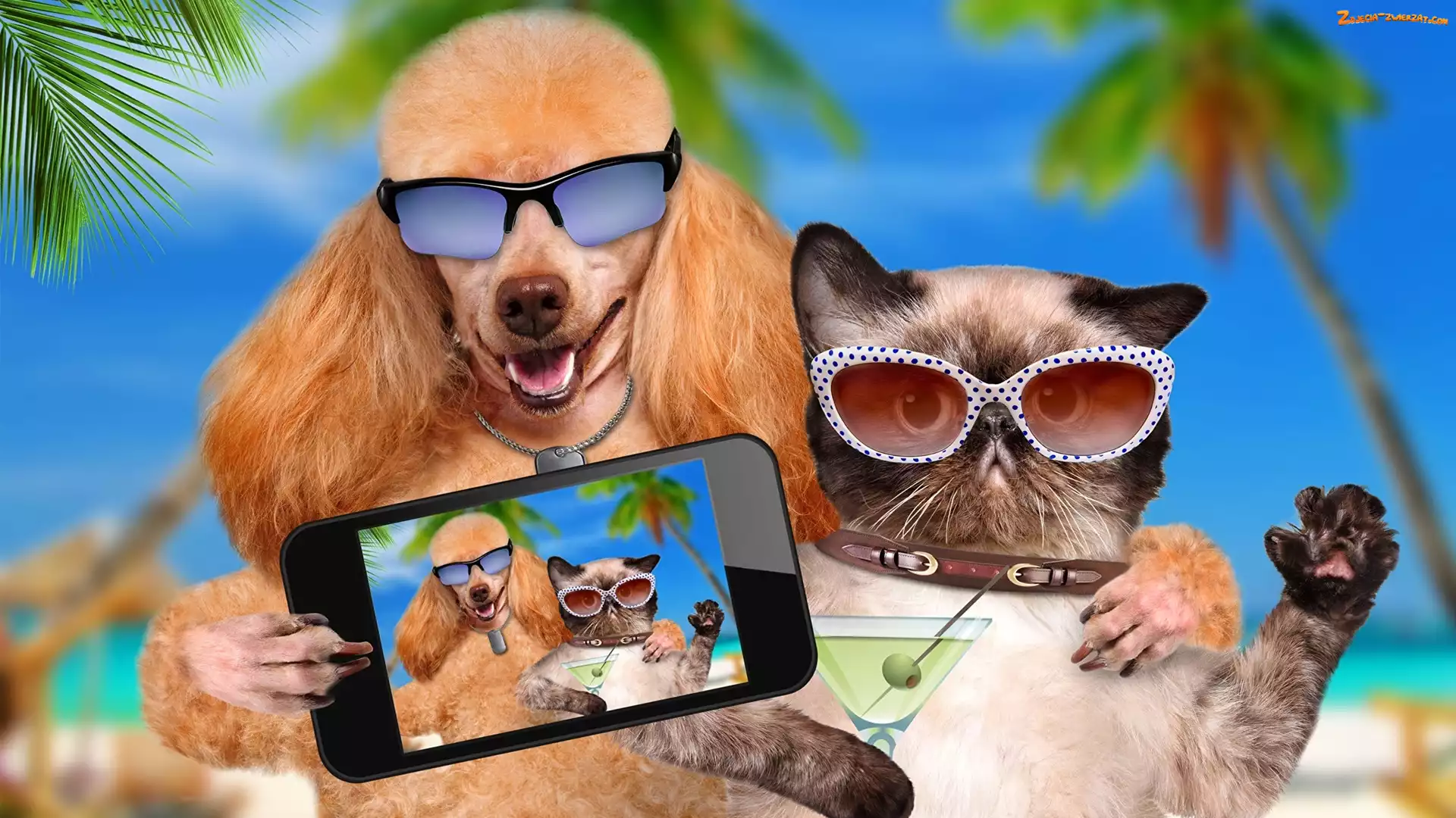 Okulary, Telefon, Kot, Pudel, Selfie