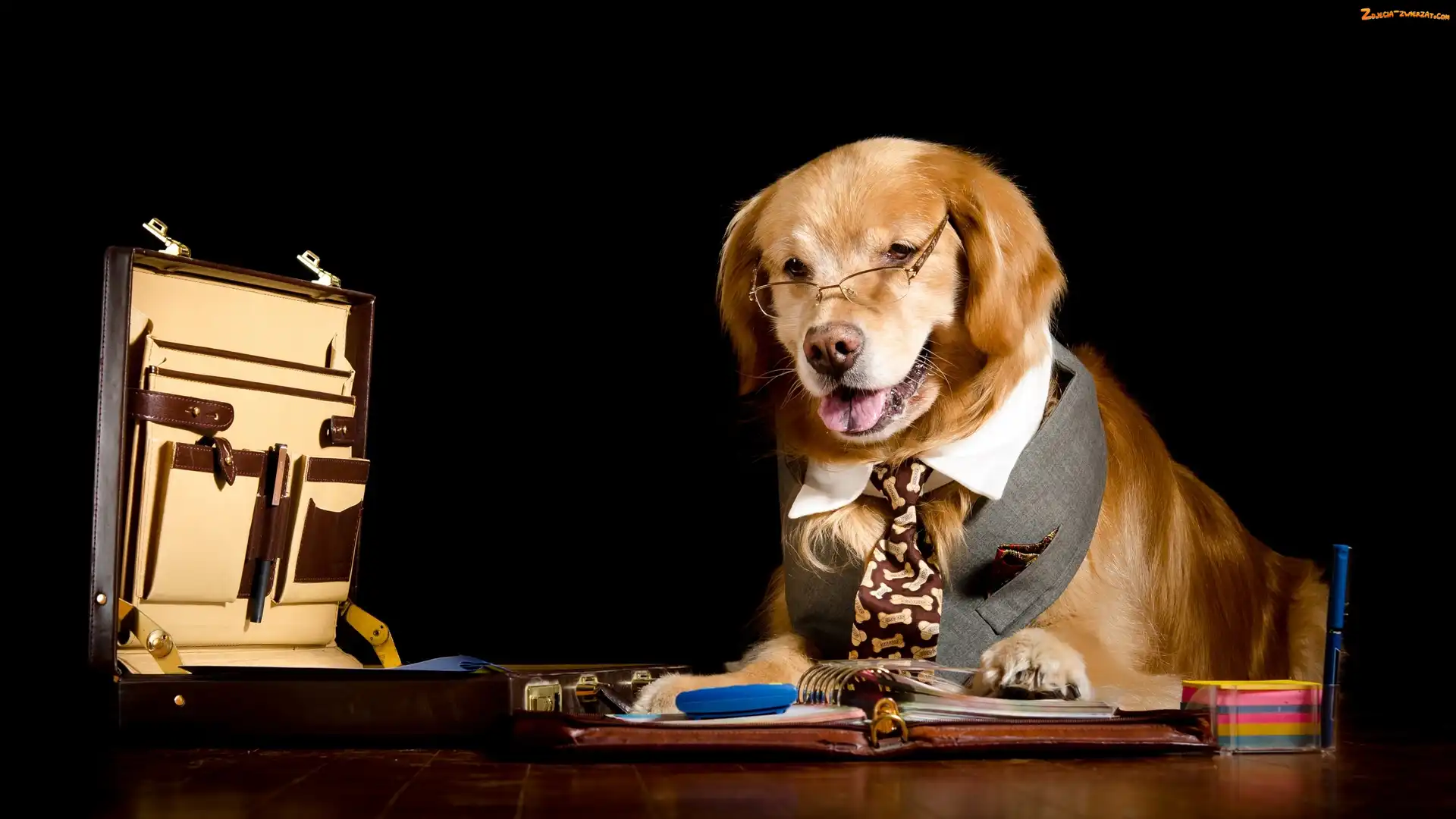 Pracocholik, Okulary, Pies, Teczka, Dokumenty, Golden retriever, Krawat