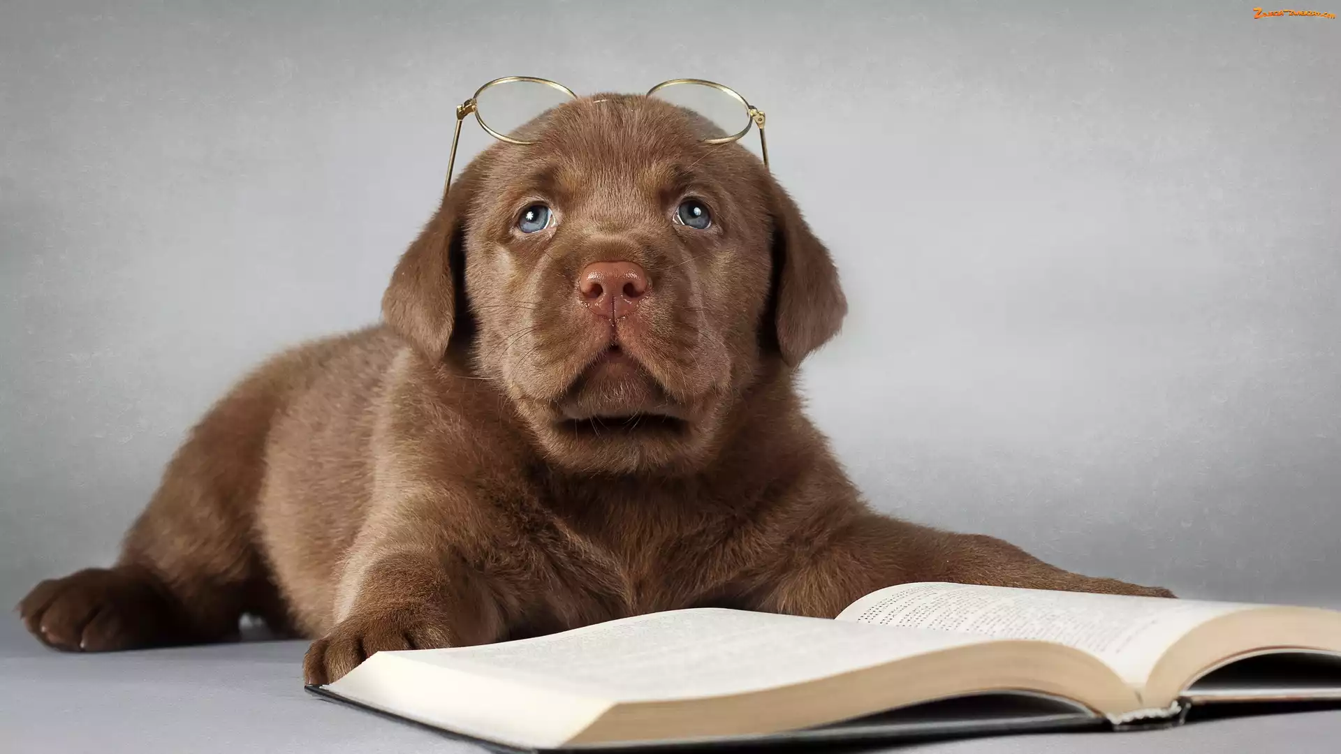 Okulary, Książka, Szczeniak, Smutny, Labrador retriever