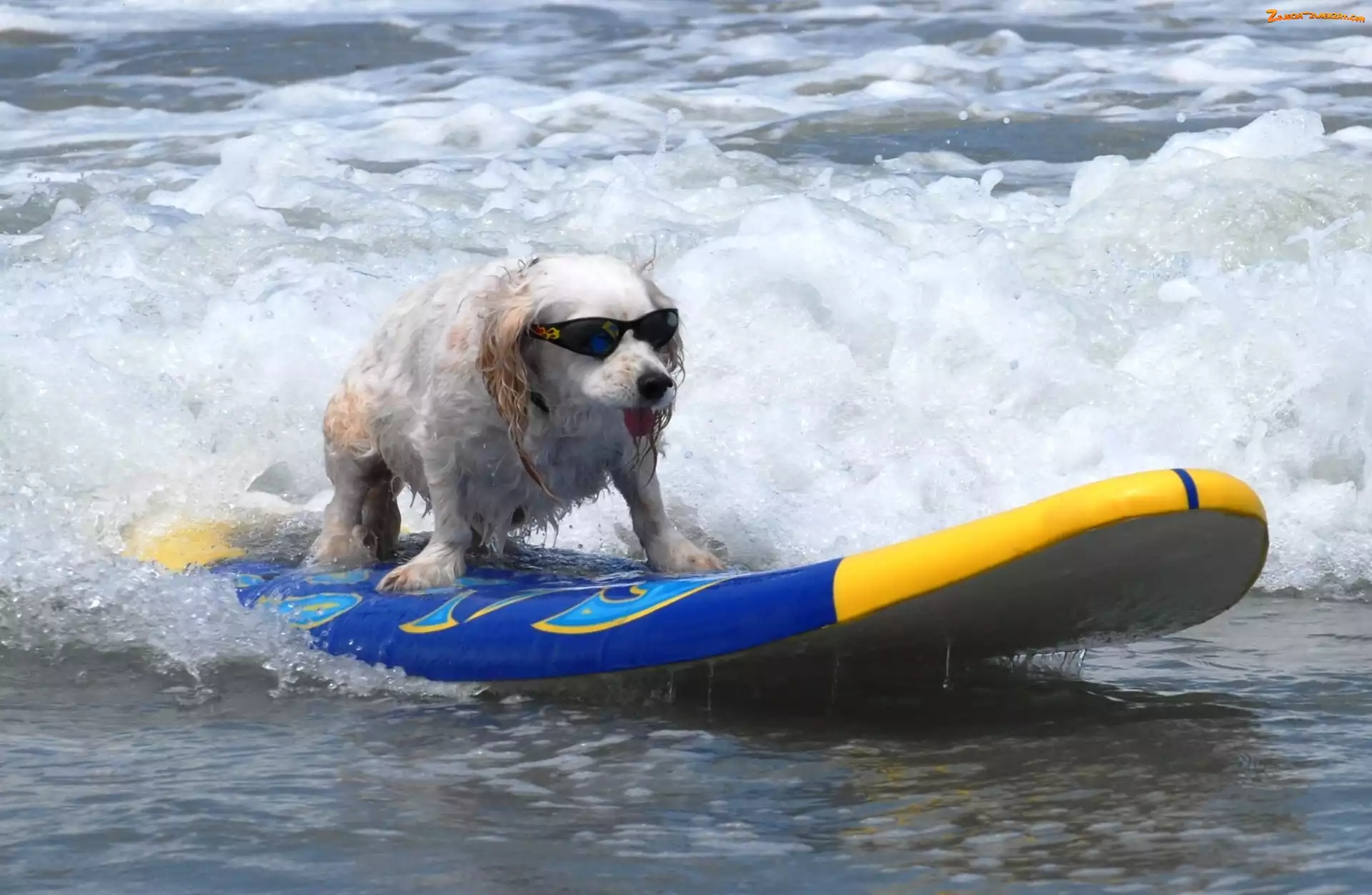 Okulary, Surfing, Piesek, Morze
