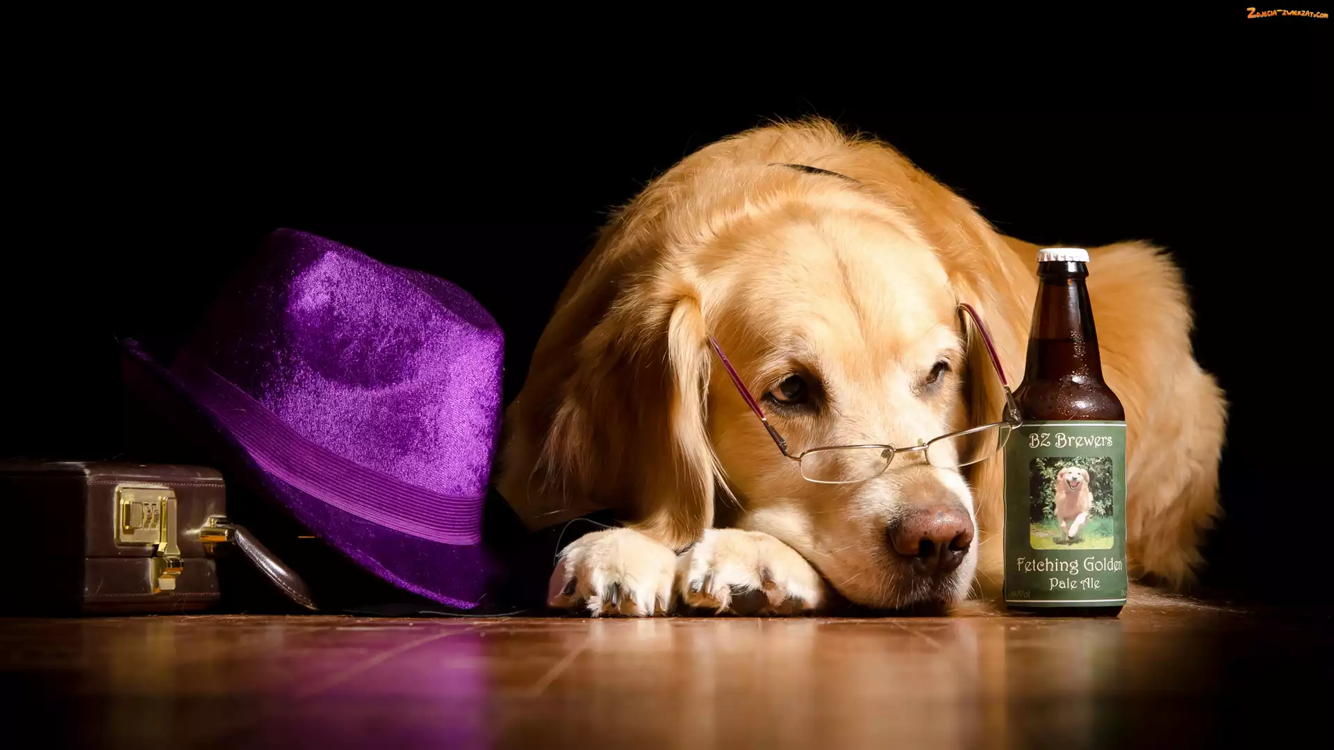 Okulary, Kapelusz, Golden retriever, Butelka