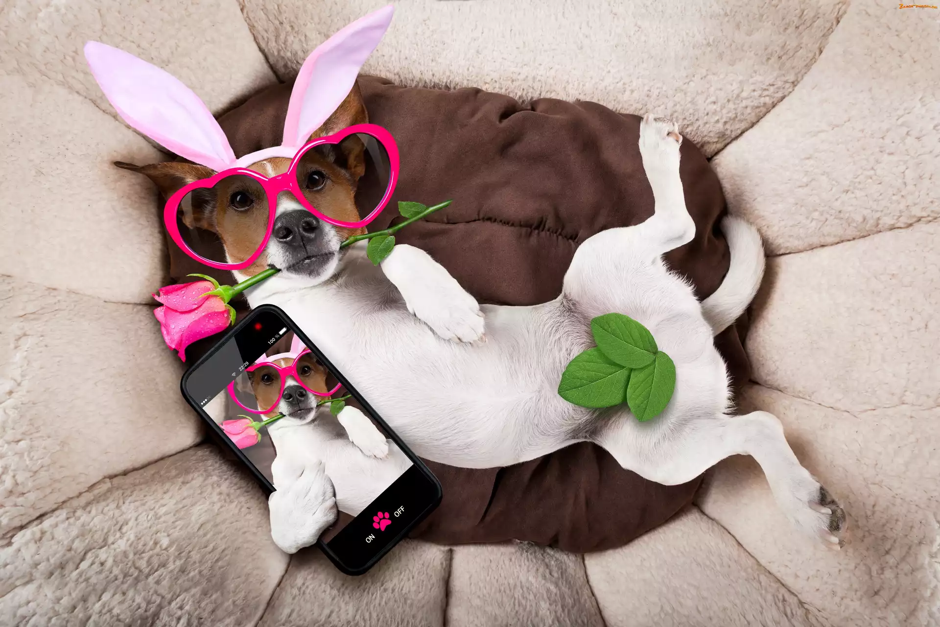 Selfie, Jack russell terrier, Śmieszny, Róża, Telefon, Pies, Okulary