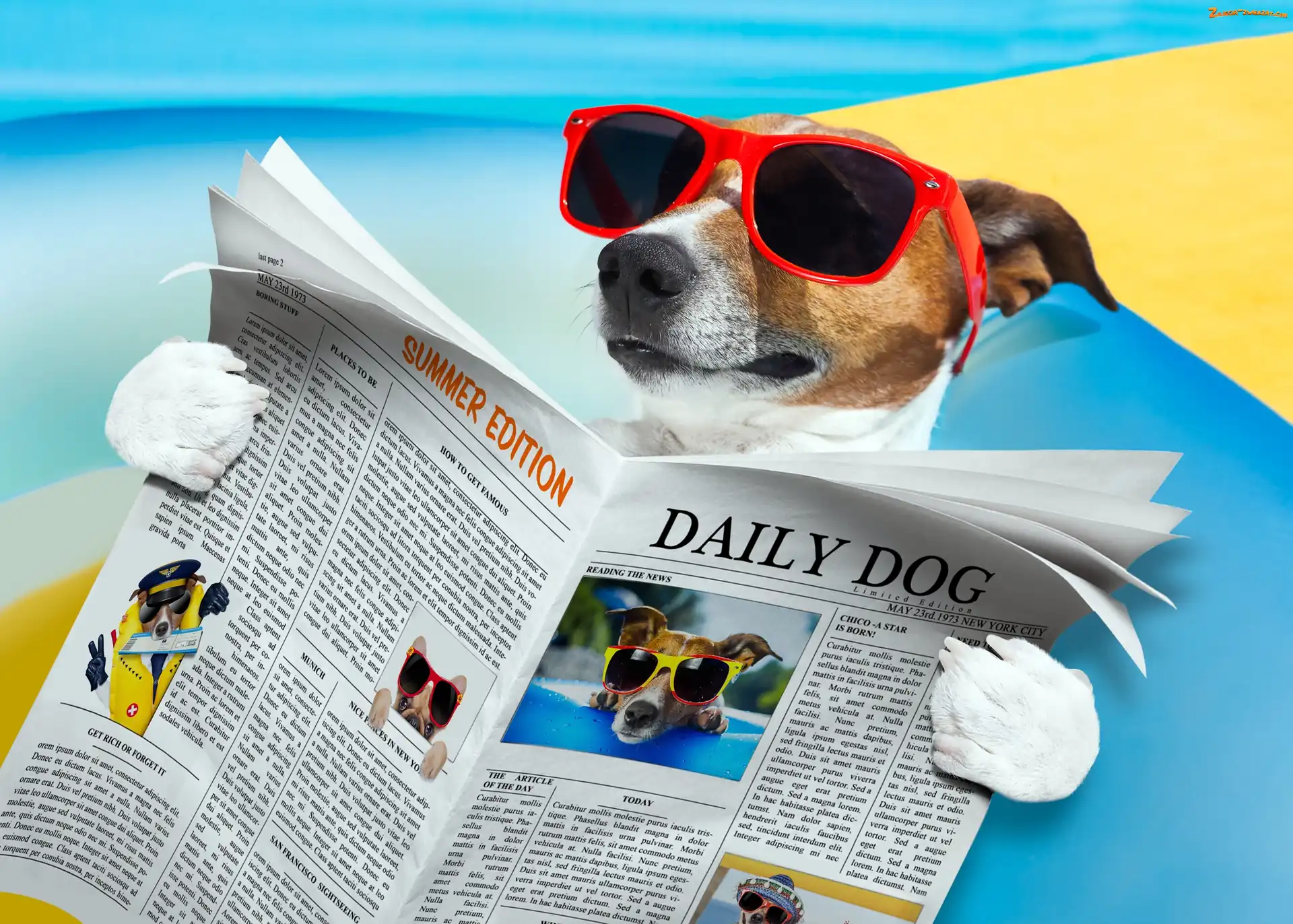 Okulary, Śmieszne, Jack Russell Terrier, Gazeta