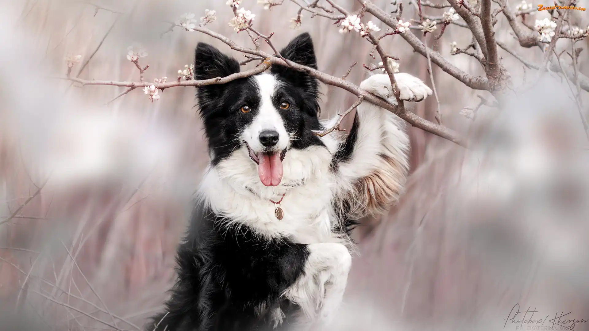 Gałązki, Okwiecone, Pies, Biało-czarny, Border collie