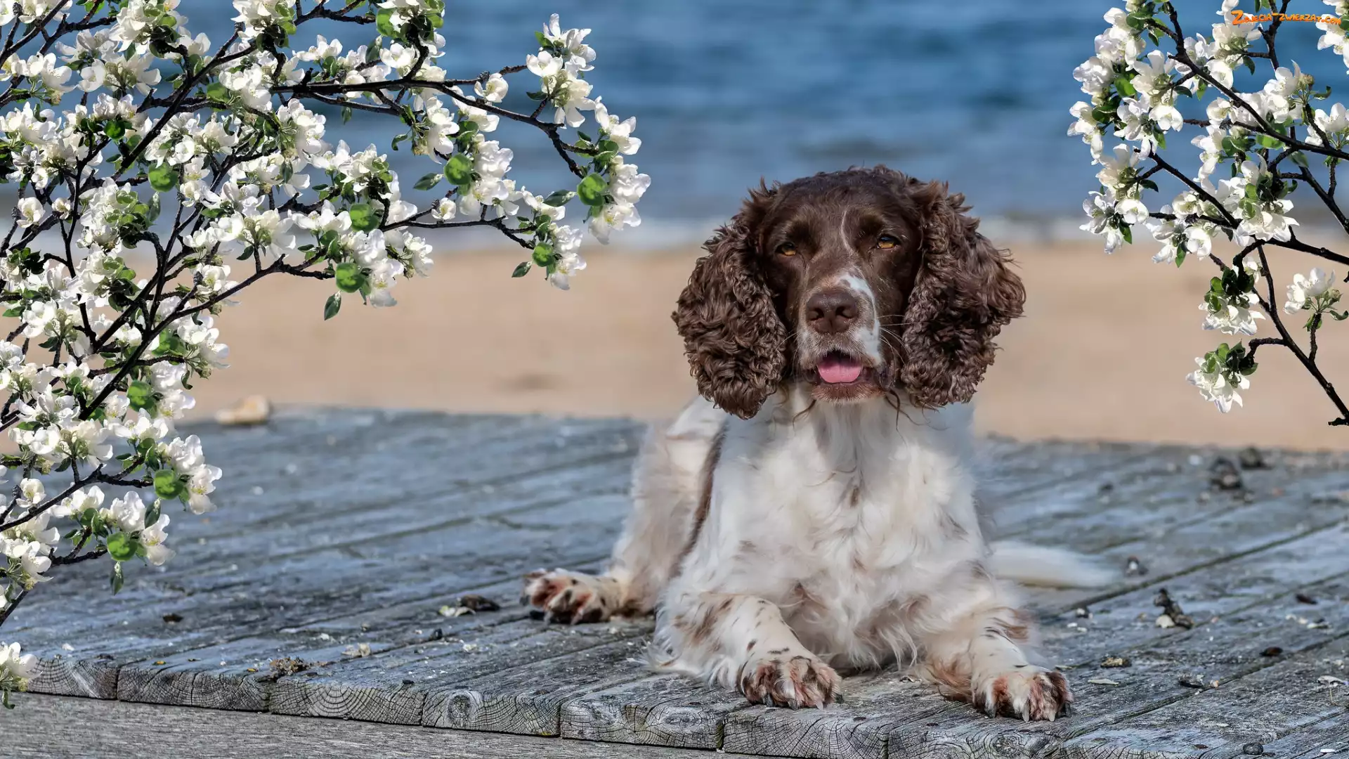 Gałązki, Okwiecone, Springer spaniel angielski, Pies, Deski