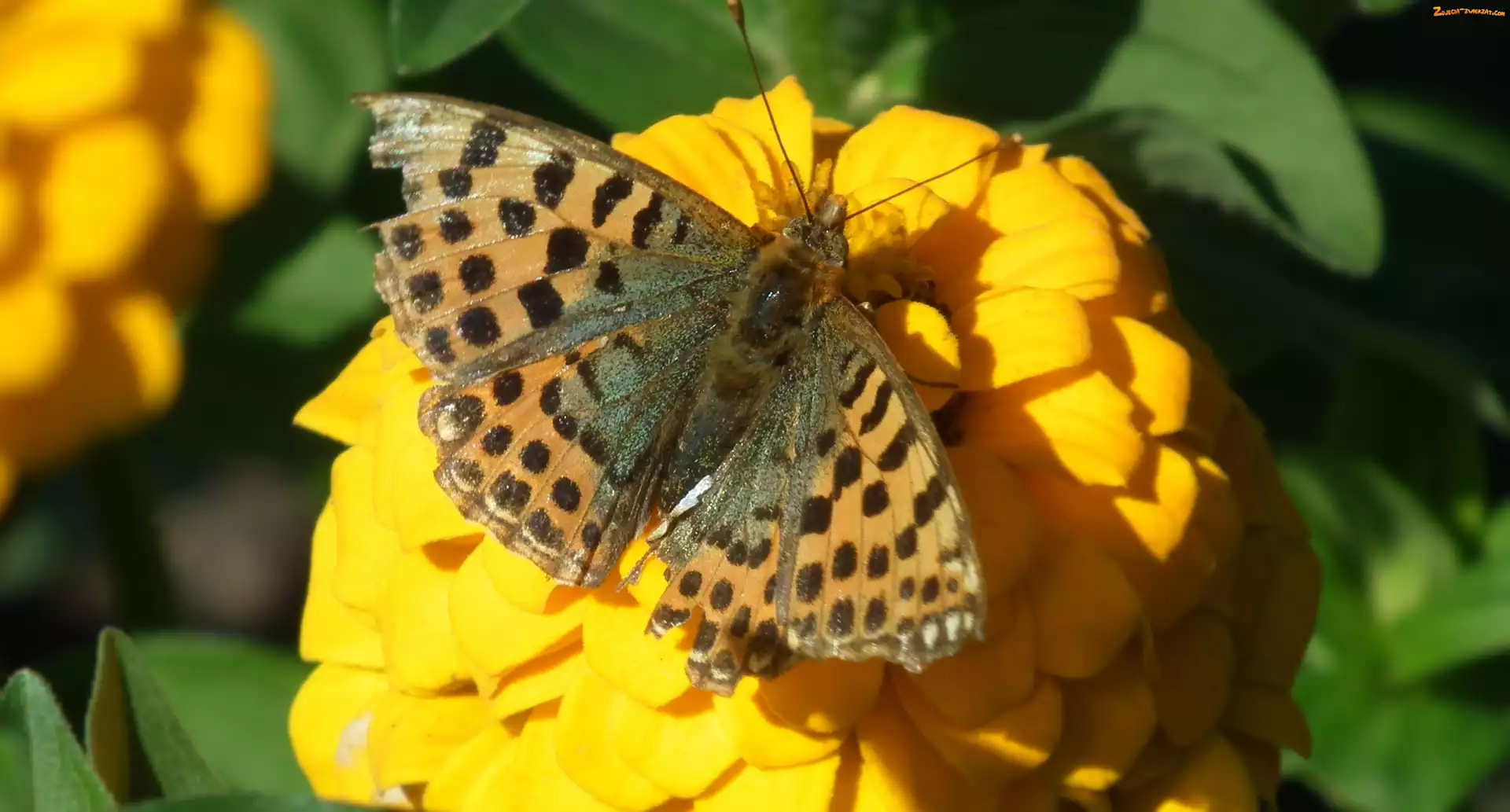 Żółta, Cynia, Perłowiec malinowiec, Motyl, Kwiat