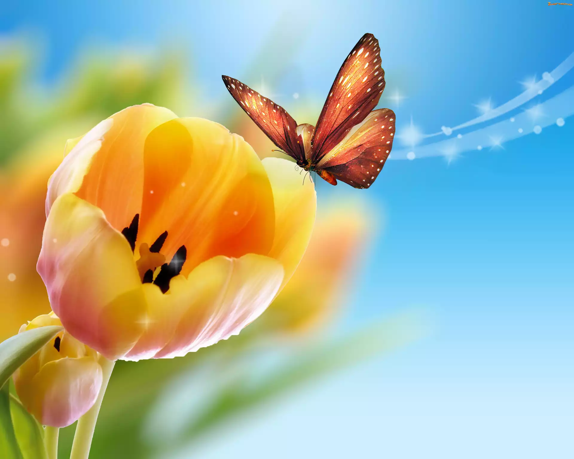 Motyl, Żółte, Tulipany