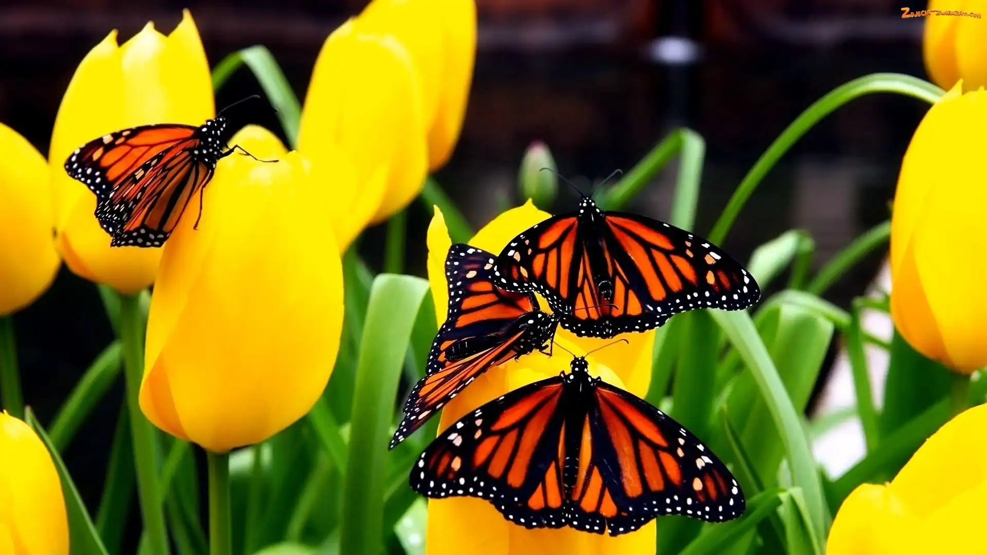 Danaid wędrowny, Monarcha, Tulipany, Żółte, Motyle