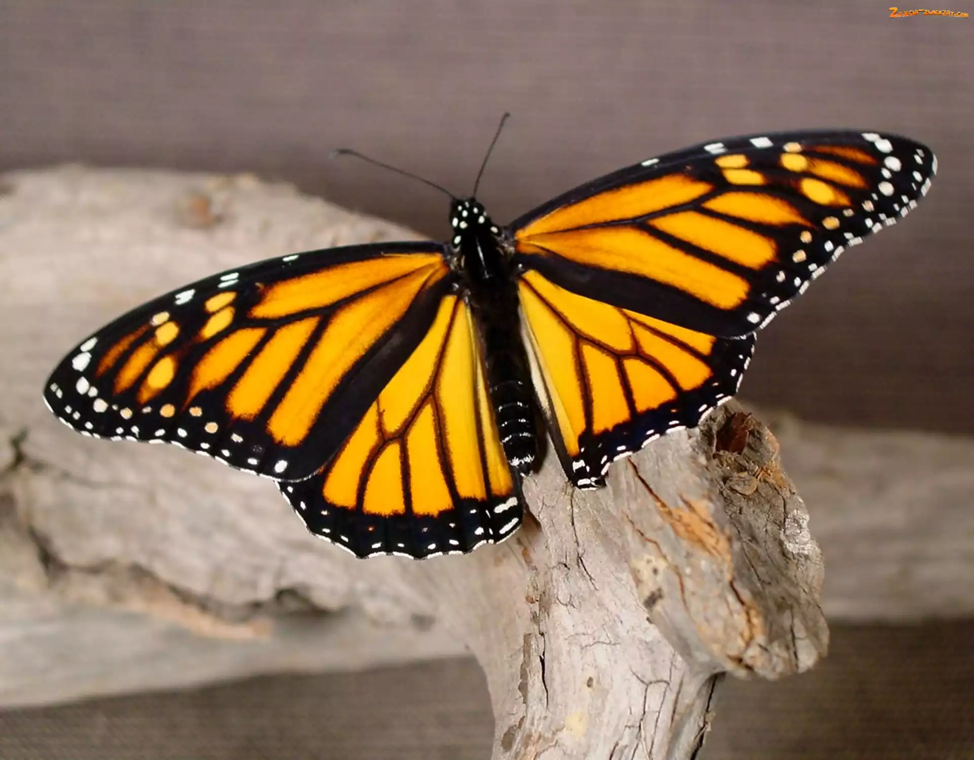 Motyl, Żółto, Czarny