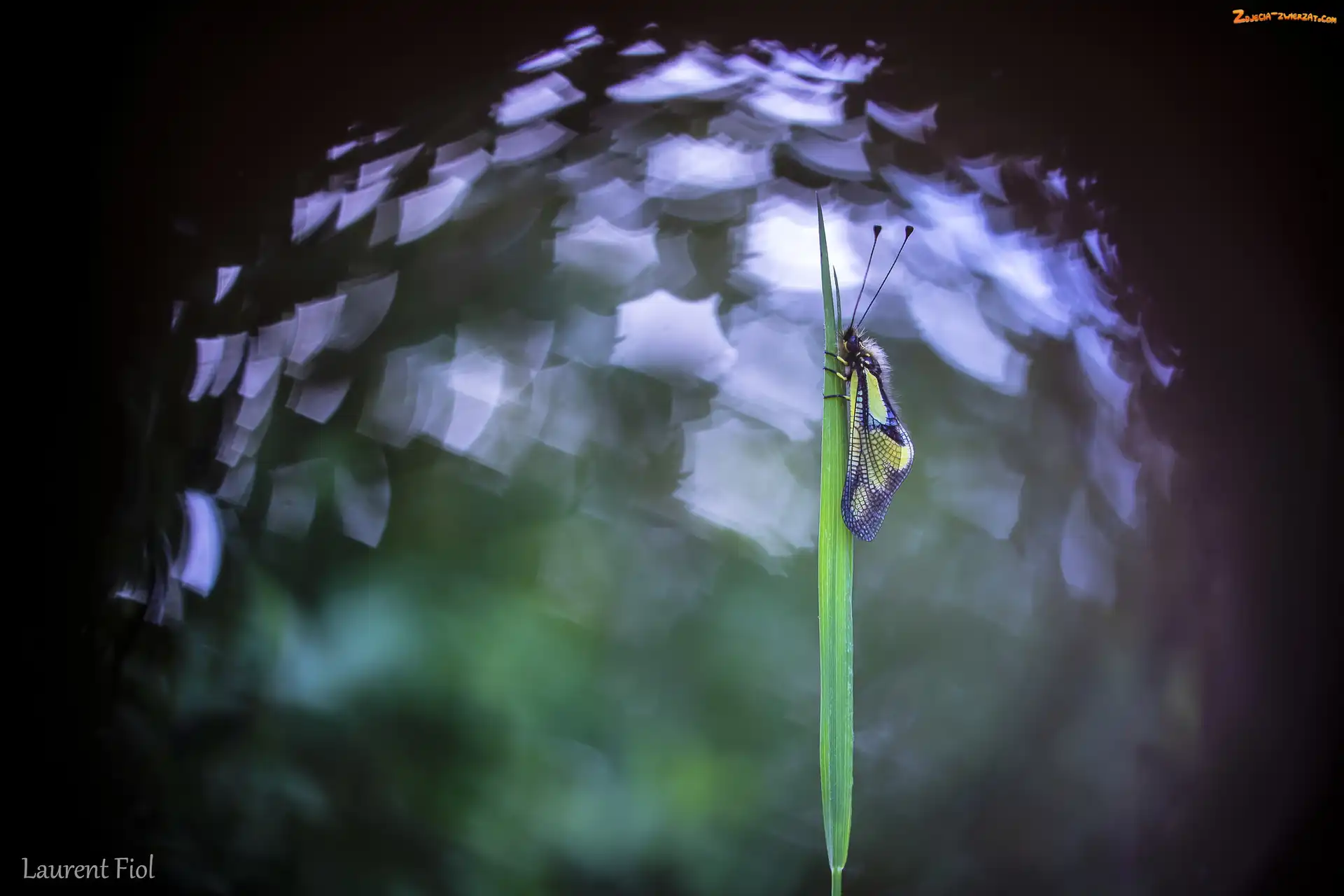 Zielone, Żółto-czarny, Bokeh, Trawa, Owad, Źdźbło