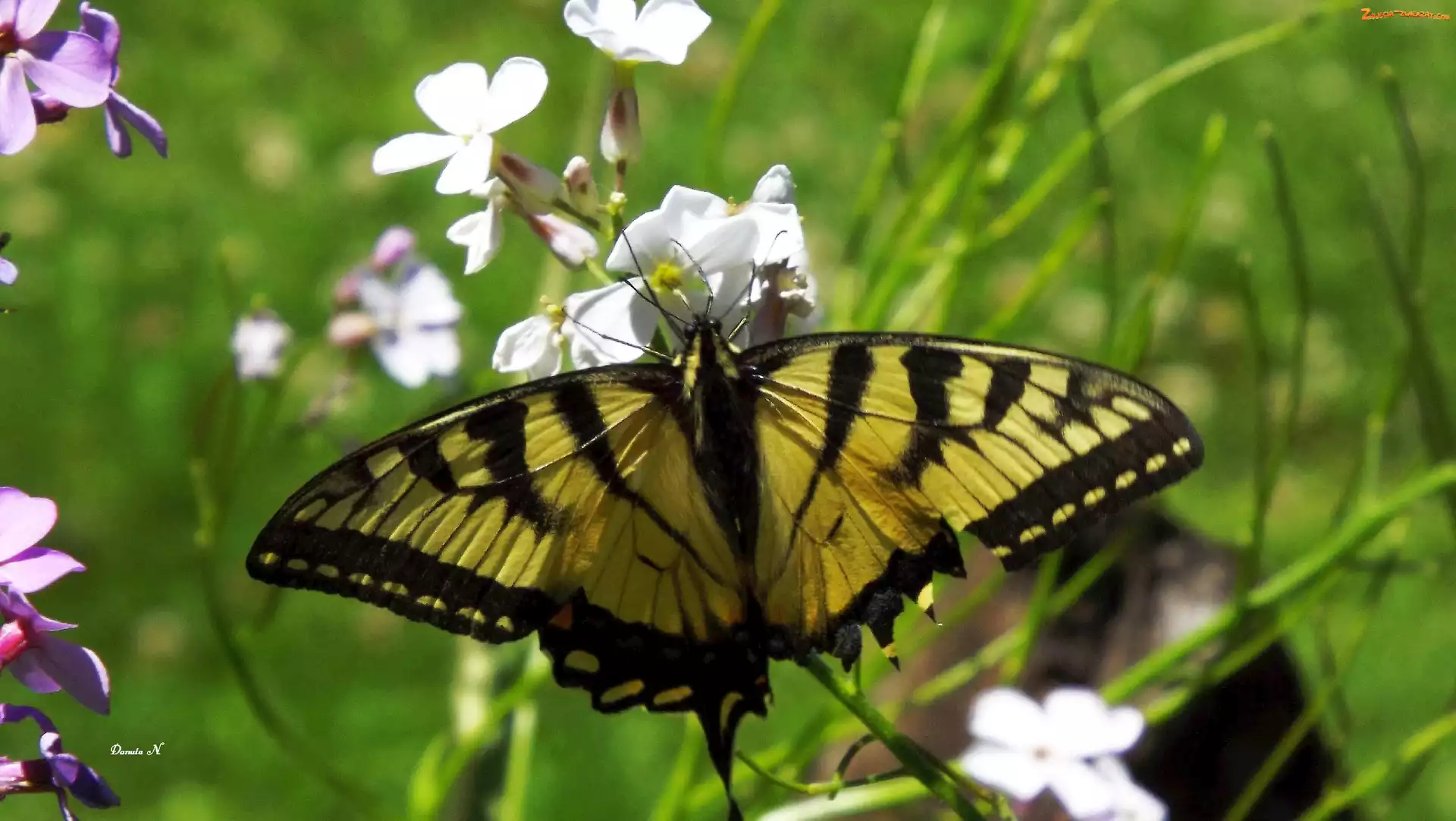 Motyl, Żółty, Czarny