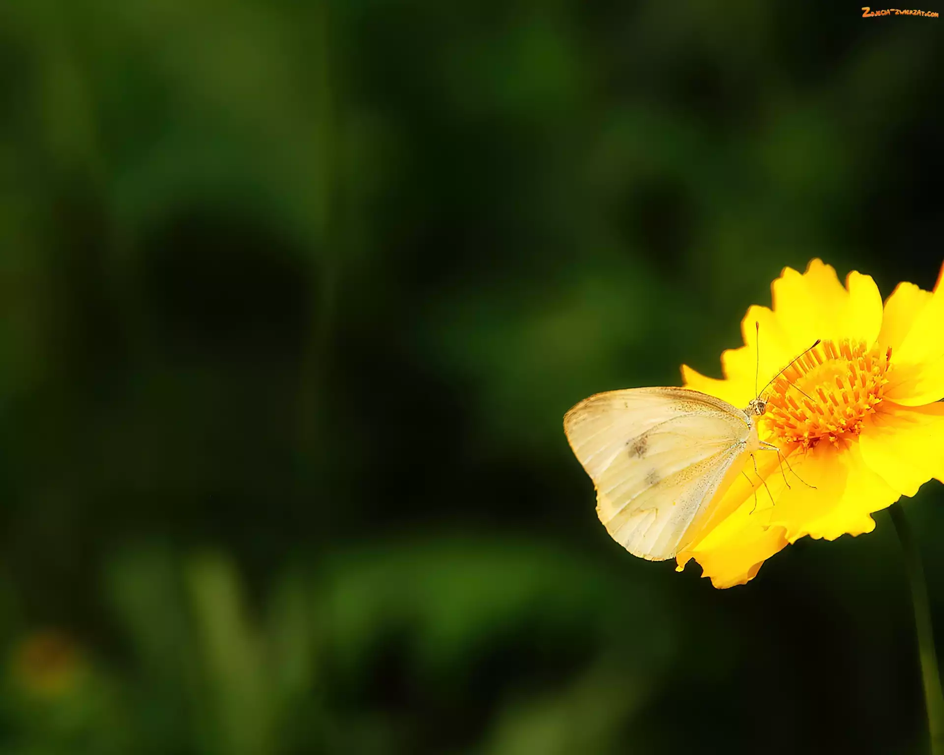 Motyl, Żółty, Kwiatek