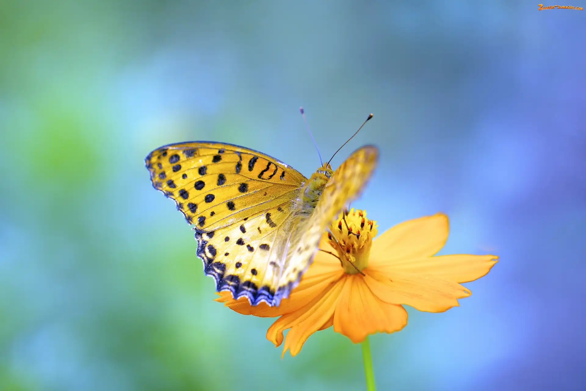 Tło, Żółty, Żółty, Niebiesko, Zielone, Motyl, Kwiat