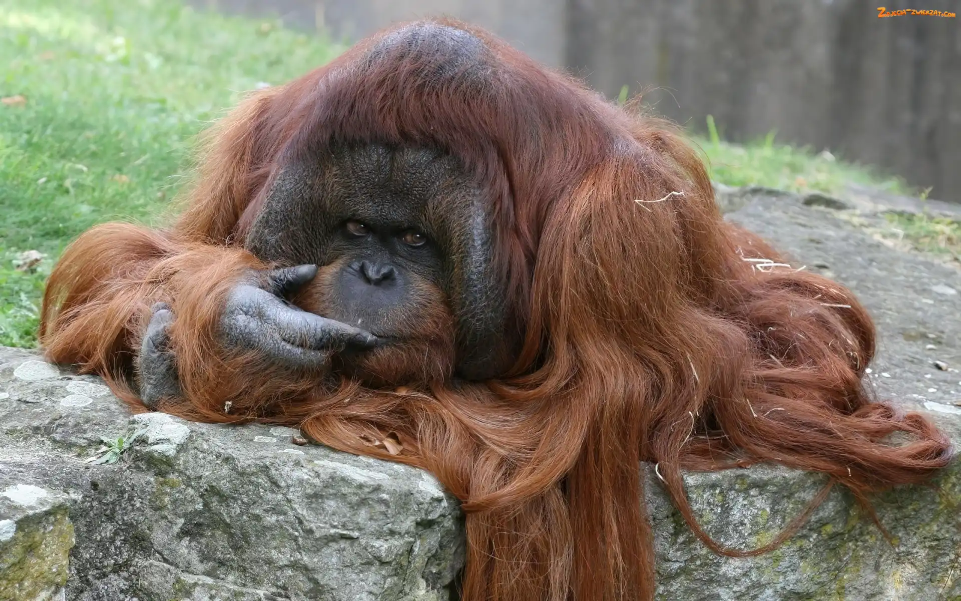 Orangutan, Sierść, Zamyślony, Długa