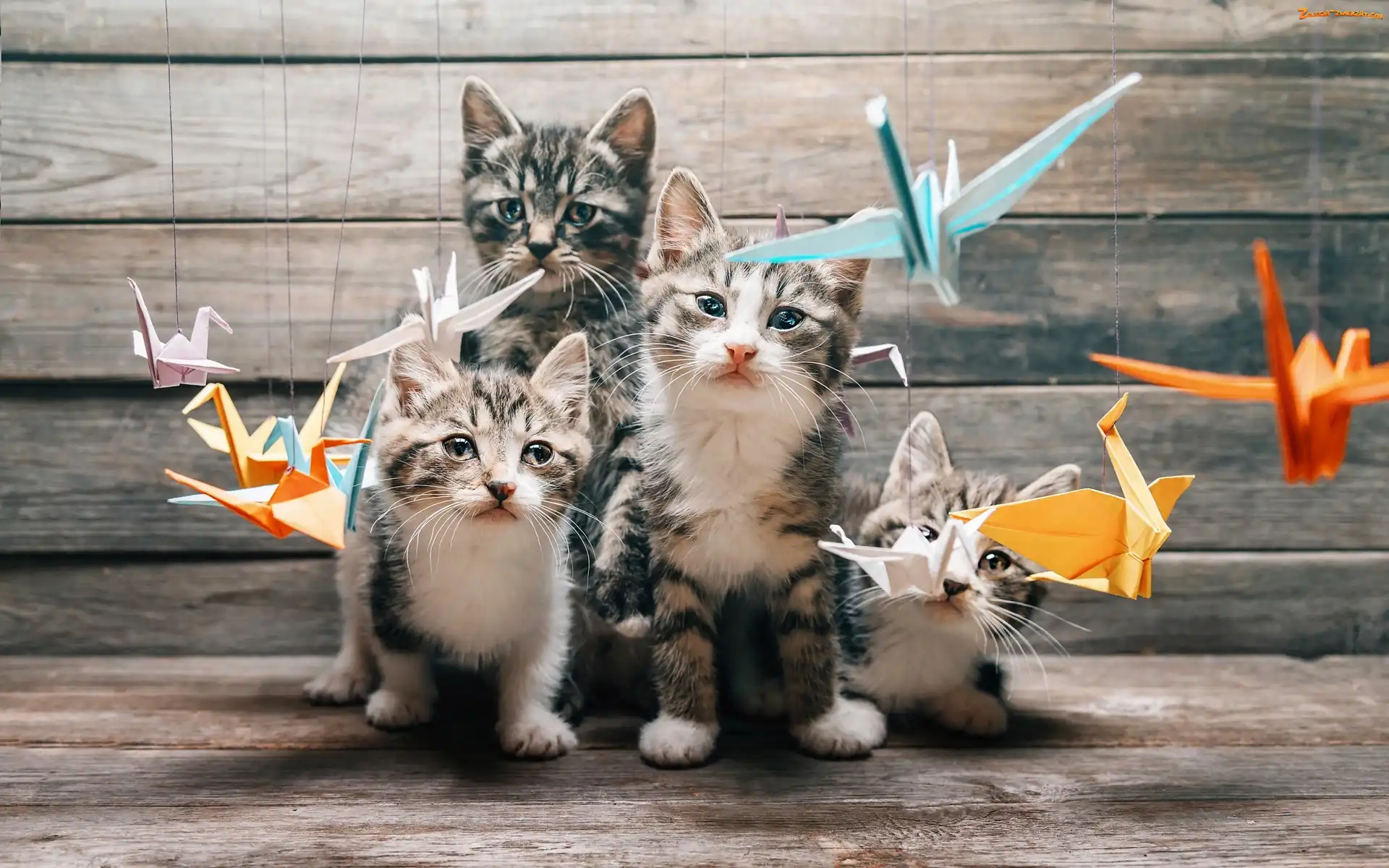 Origami, Papierowe, Kotki, Koty, Ptaszki
