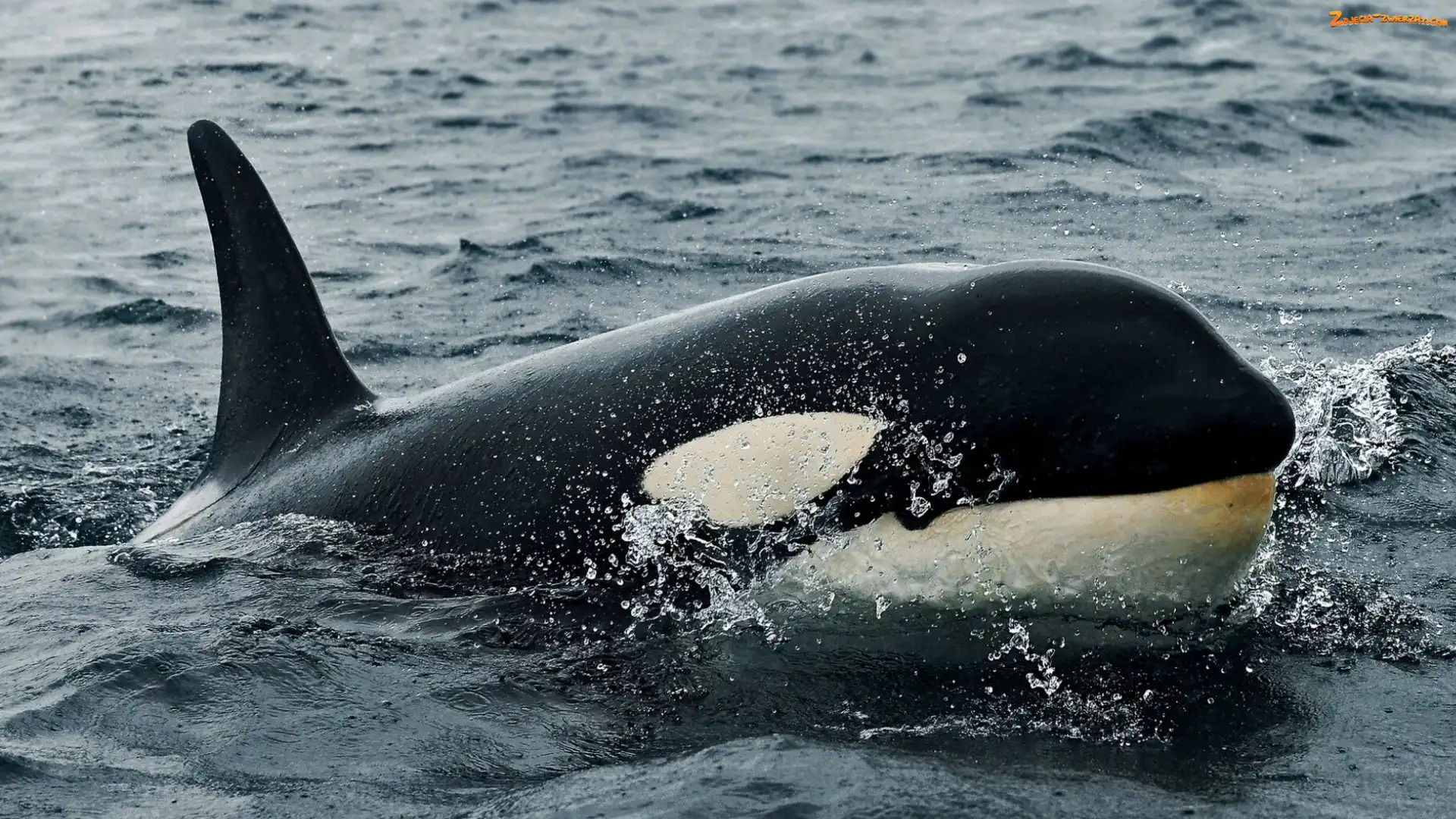 Orka