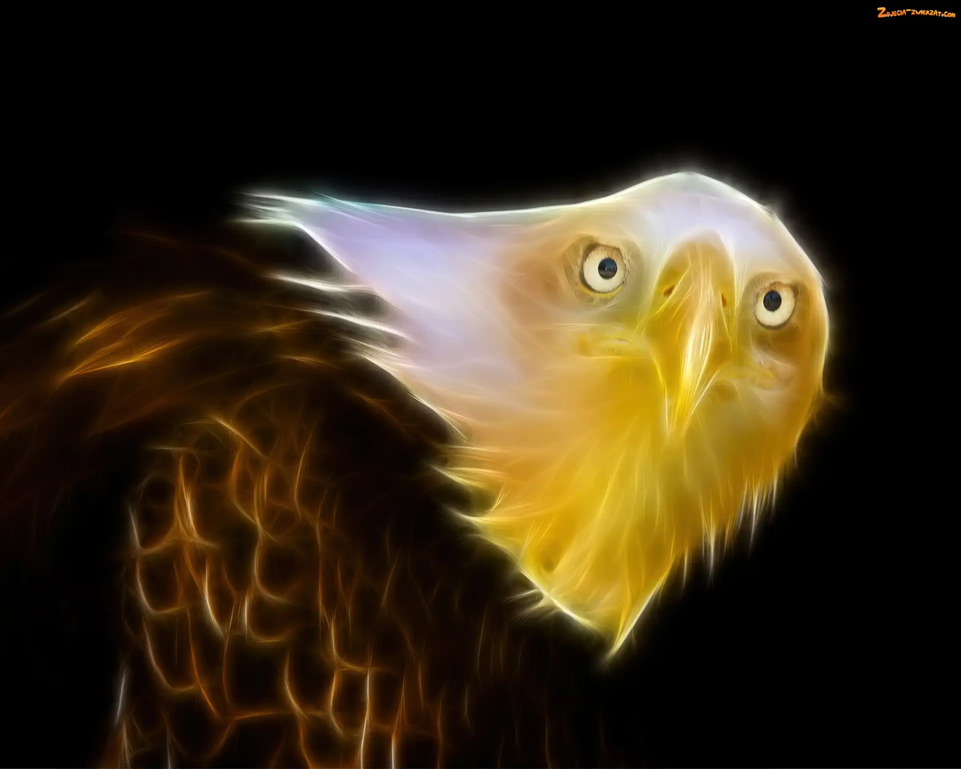 Fractalius, Bielik amerykański