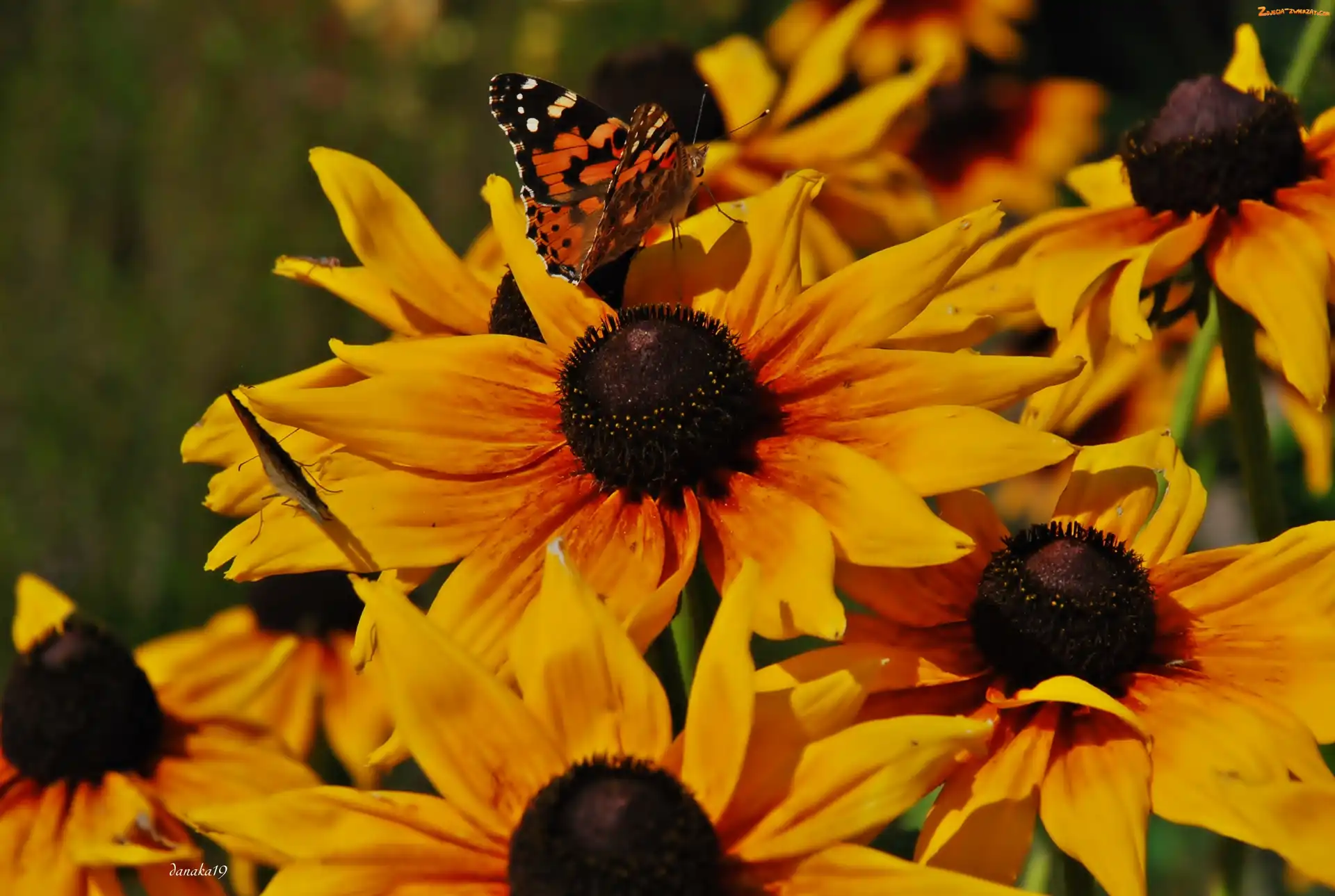 Osetnik, Rusałka, Rudbekie, Kwiaty, Motyl