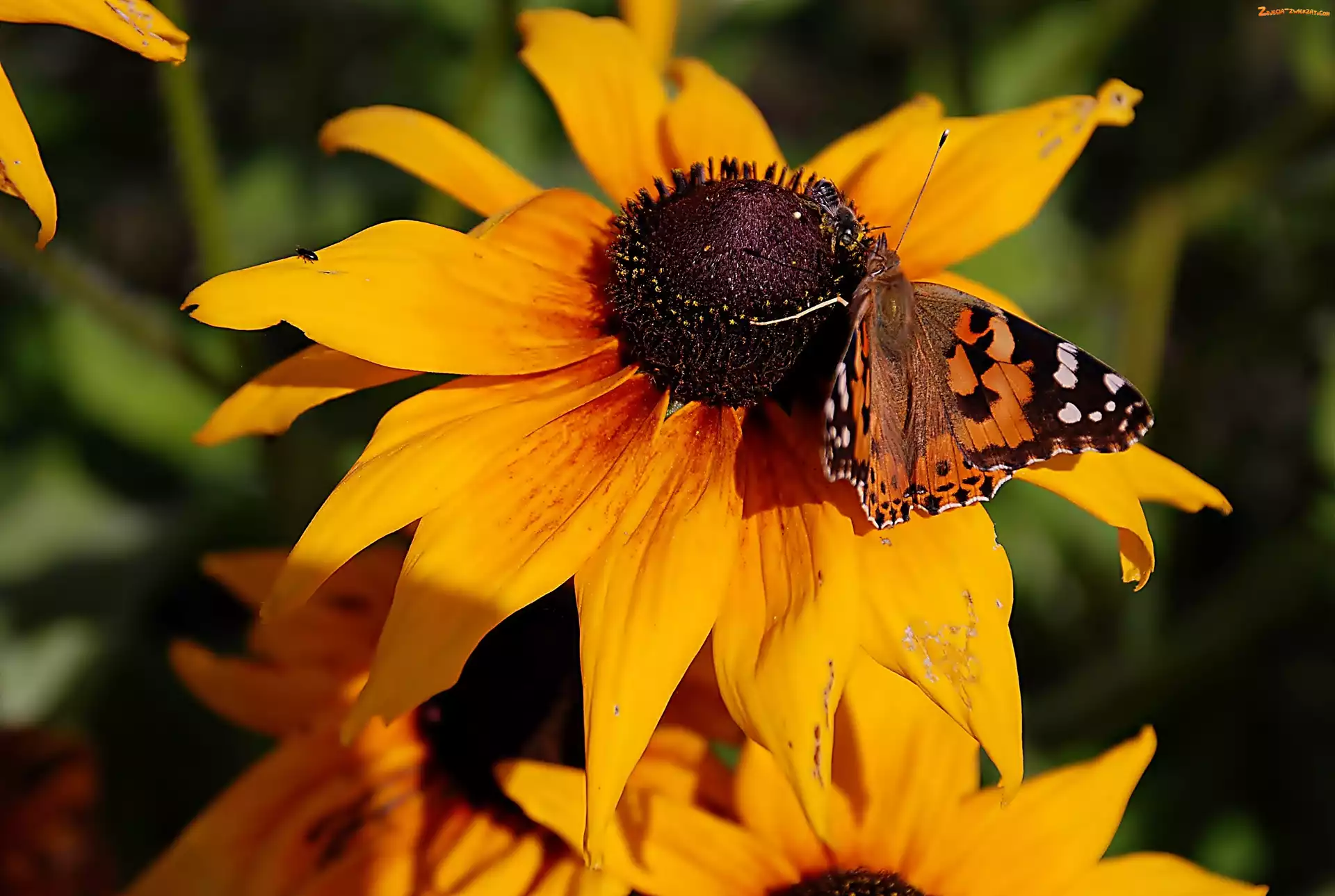 Osetnik, Rusałka, Rudbekia, Żółta, Motyl