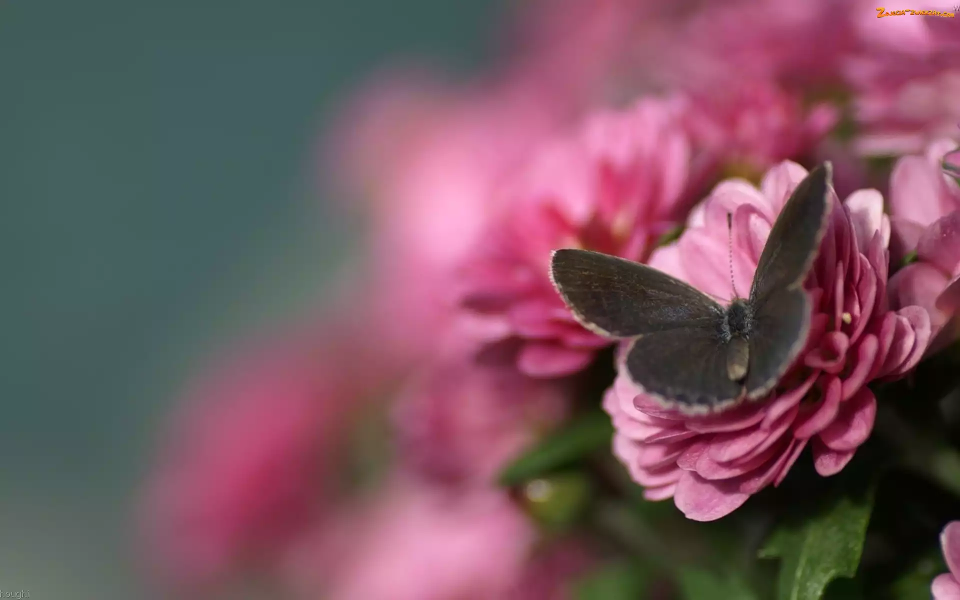 Ostrości, Głębia, Kwiaty, Różowe, Motyl